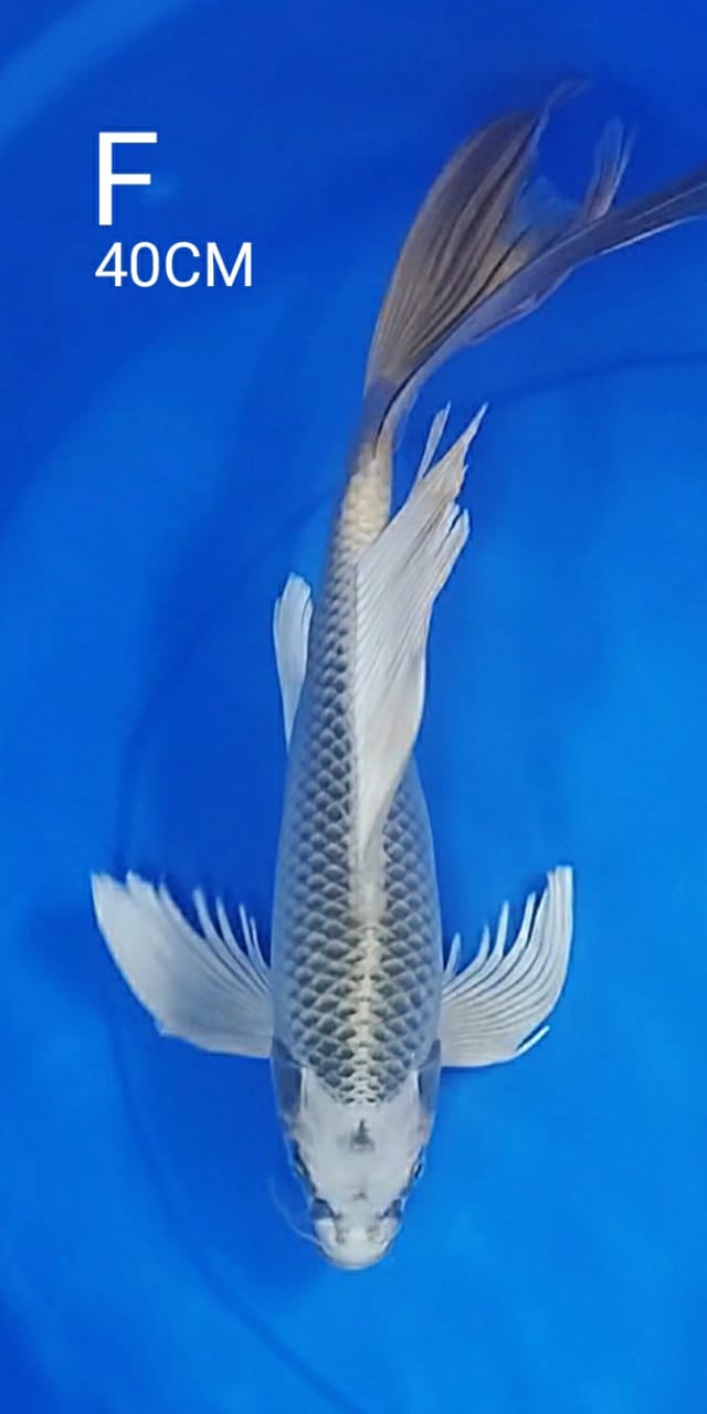 KUMPAY MUKASI 40cm