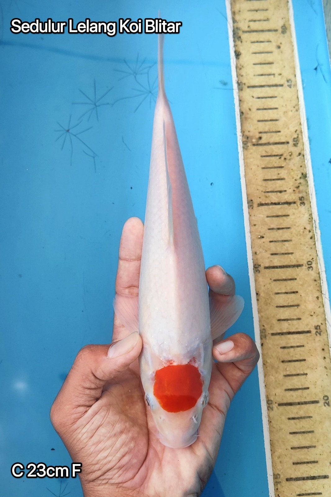 TANCO KOHAKU GOOD SKIN 23cm