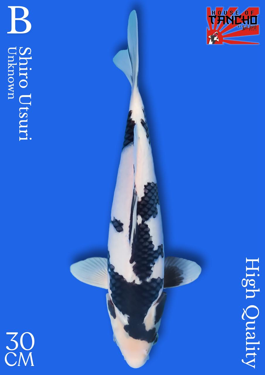 SHIRO UTSURI 30cm