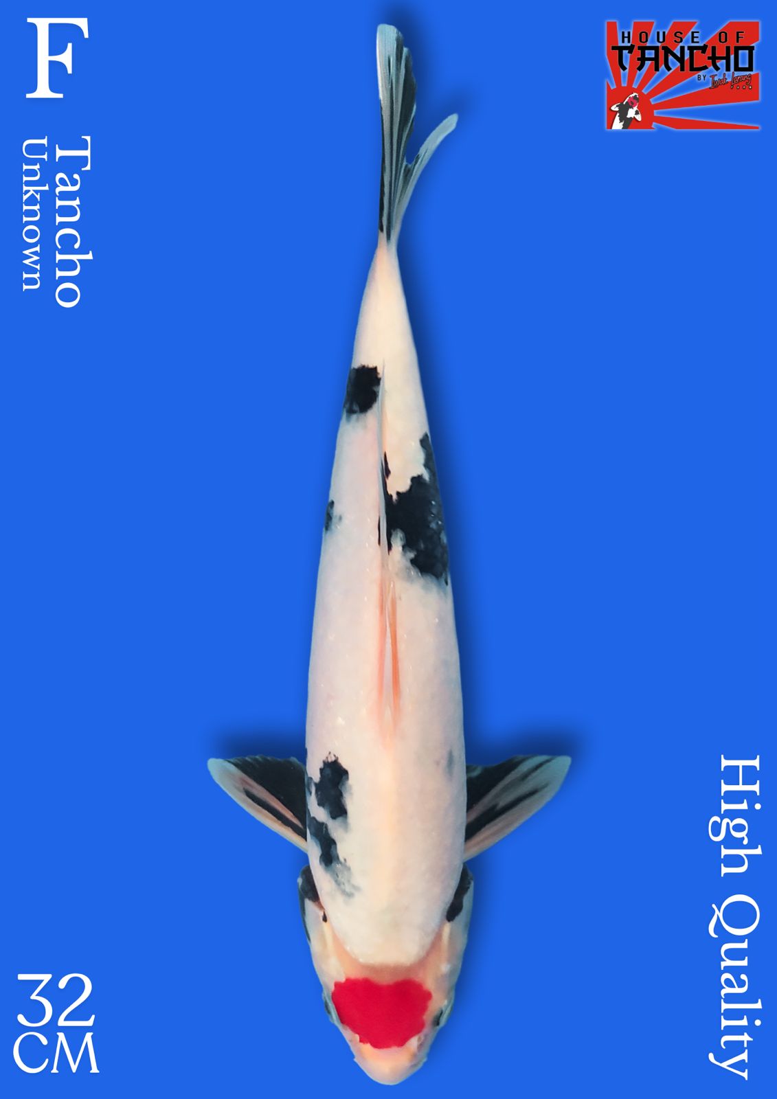 TANCHO 32cm