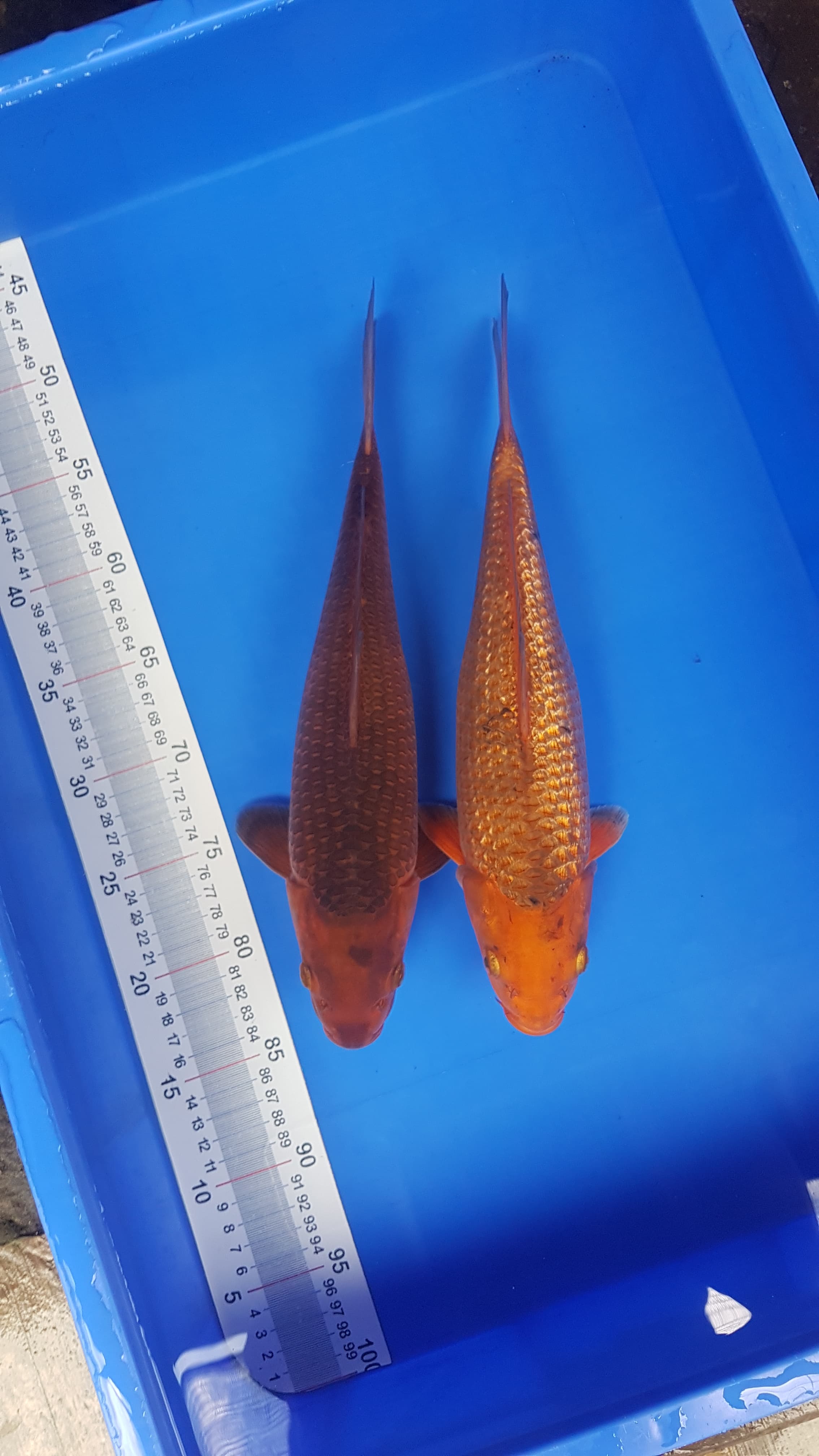 KARAMEL BIASA VS GINRIN 3436cm JOOSS
