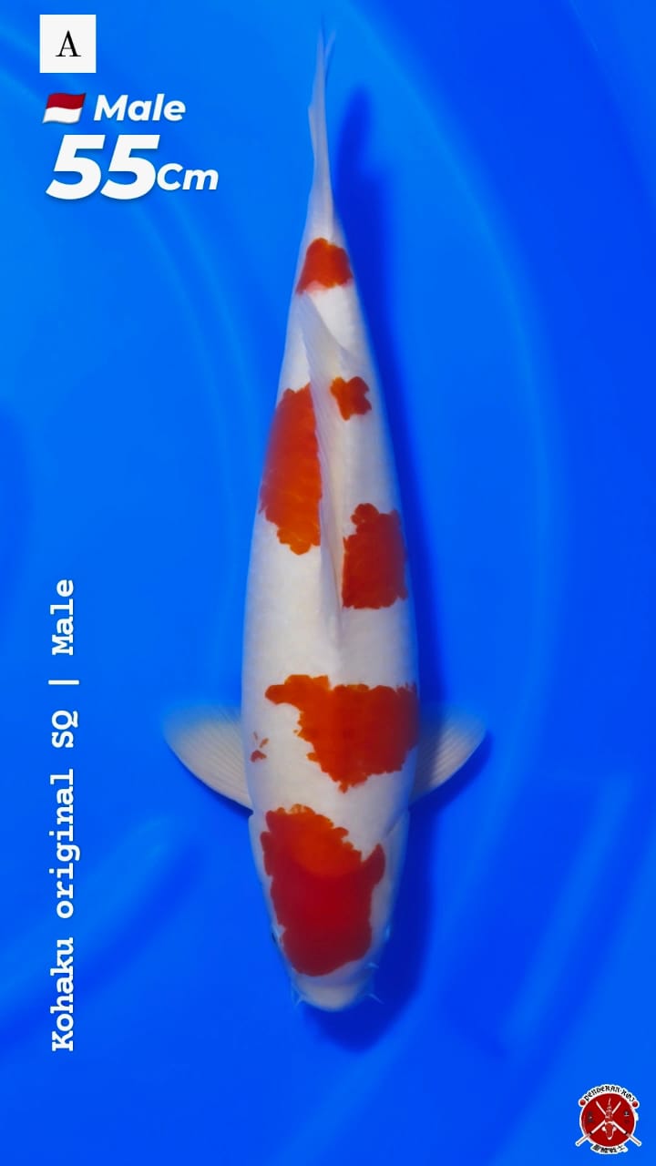 KOHAKU SQ ORIGINAL MALE 55cm