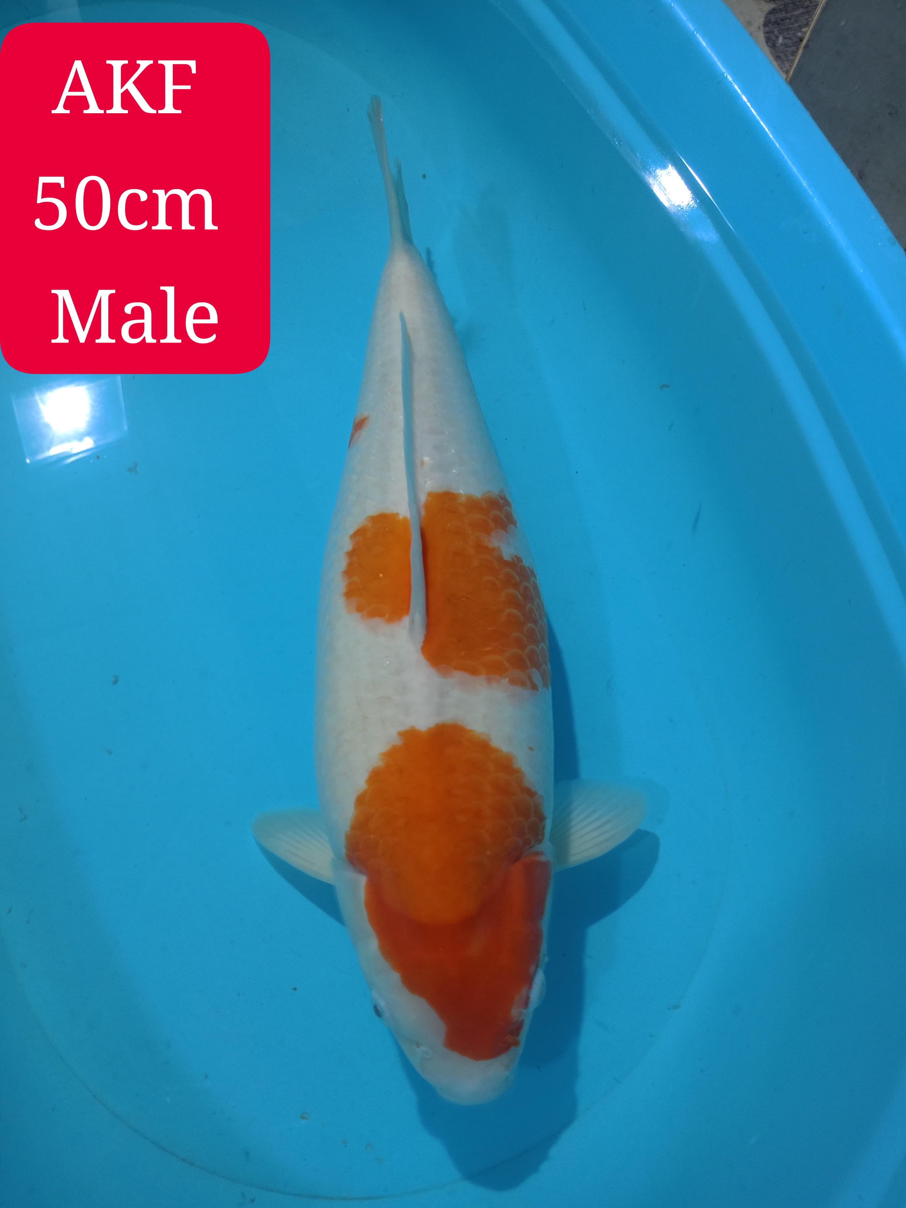 KOHAKU AKF 50cm