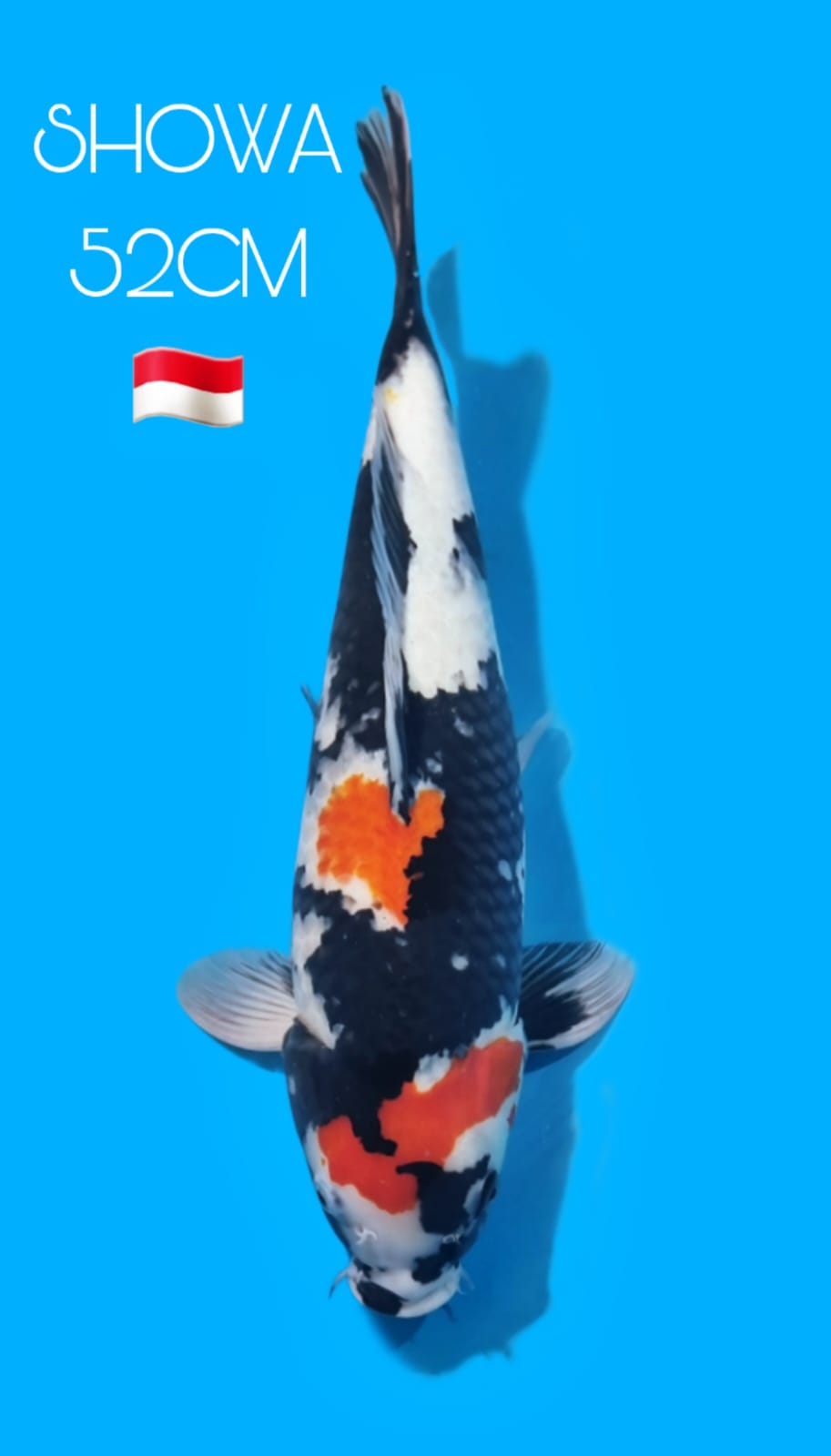 SHOWA BREED HFF 52cm FEMALE