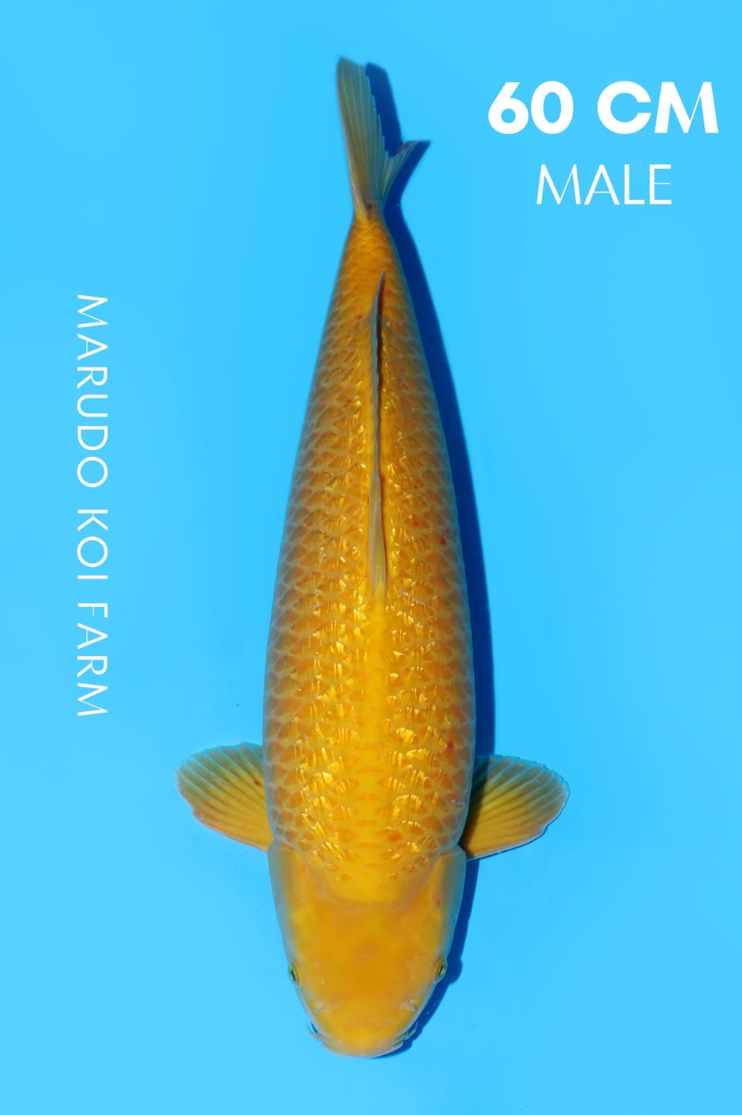 GINRIN KARASHI MARUDO KOI FARM 60cm MALE