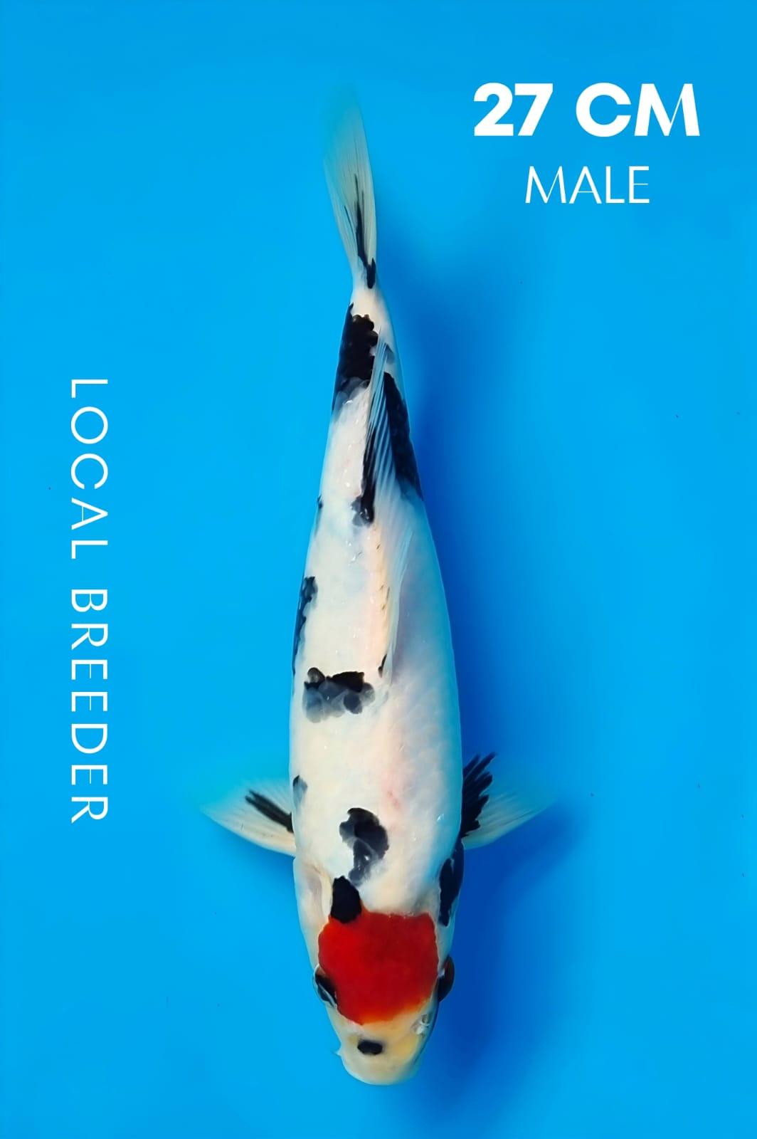 TATEGOI TANCHO SHOWA ORIGINAL 27cm MALE LOCAL BREEDER