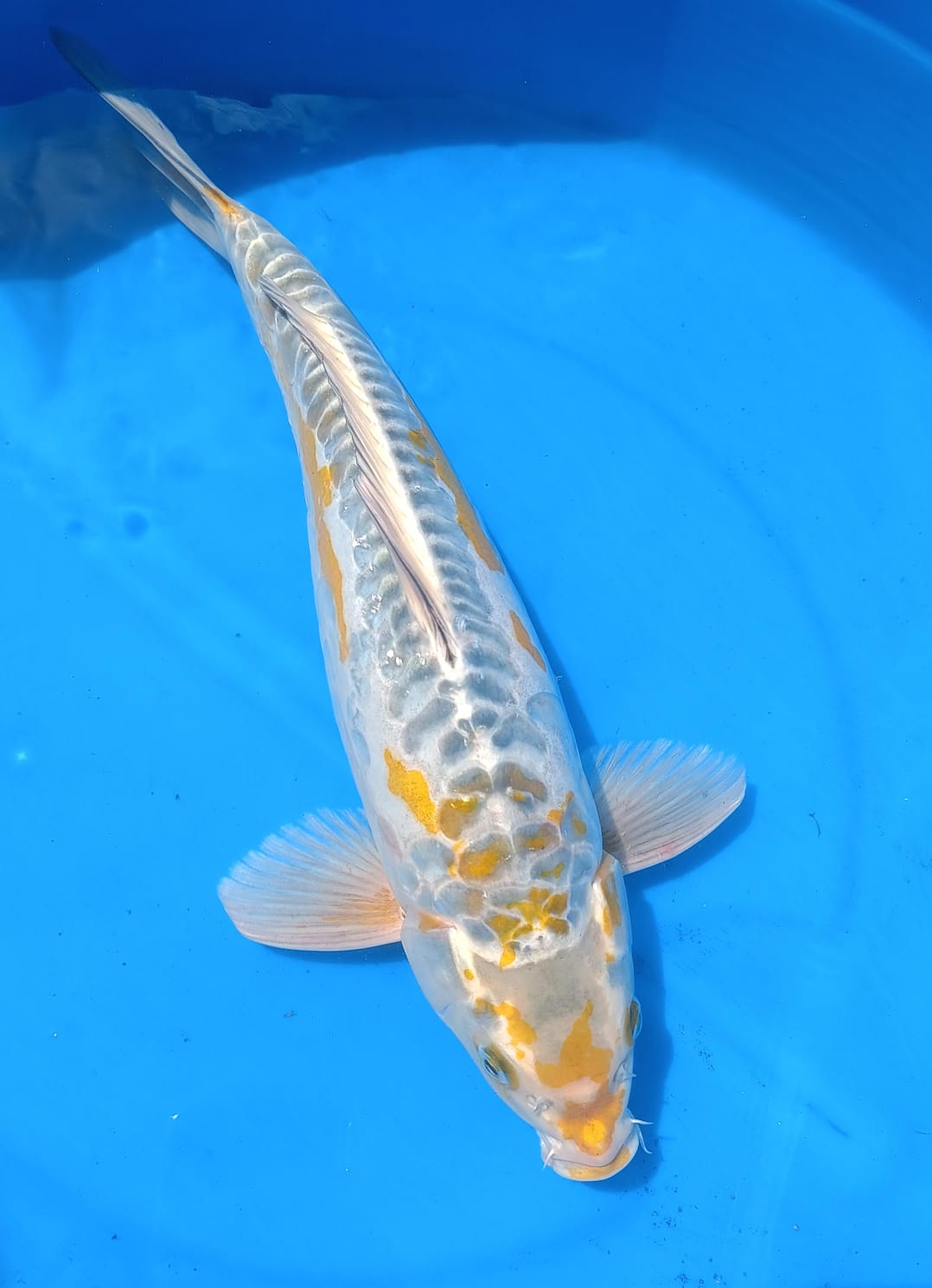 Lelang Koi Online, Jual Beli Ikan Koi, Pusat Jual Beli Koi, Info Lelang Koi Hari Ini, Platform Jual Beli Koi, Jual Beli Ikan Koi Online, Marketplace Ikan Koi, Jual Koi Terbaik, Tempat Beli Koi Berkualitas, Pasar Ikan Koi Online Terpercaya, Penjual Ikan Koi Terpercaya, Beli Koi Hias Online, Ikan Koi untuk Dijual, Koi Kualitas Terbaik, Toko Online Ikan Koi, Koi Hias Untuk Dijual, Jual Beli Ikan Koi Lokal, Koi Indonesia Online, Pusat Jual Beli Koi Terbesar