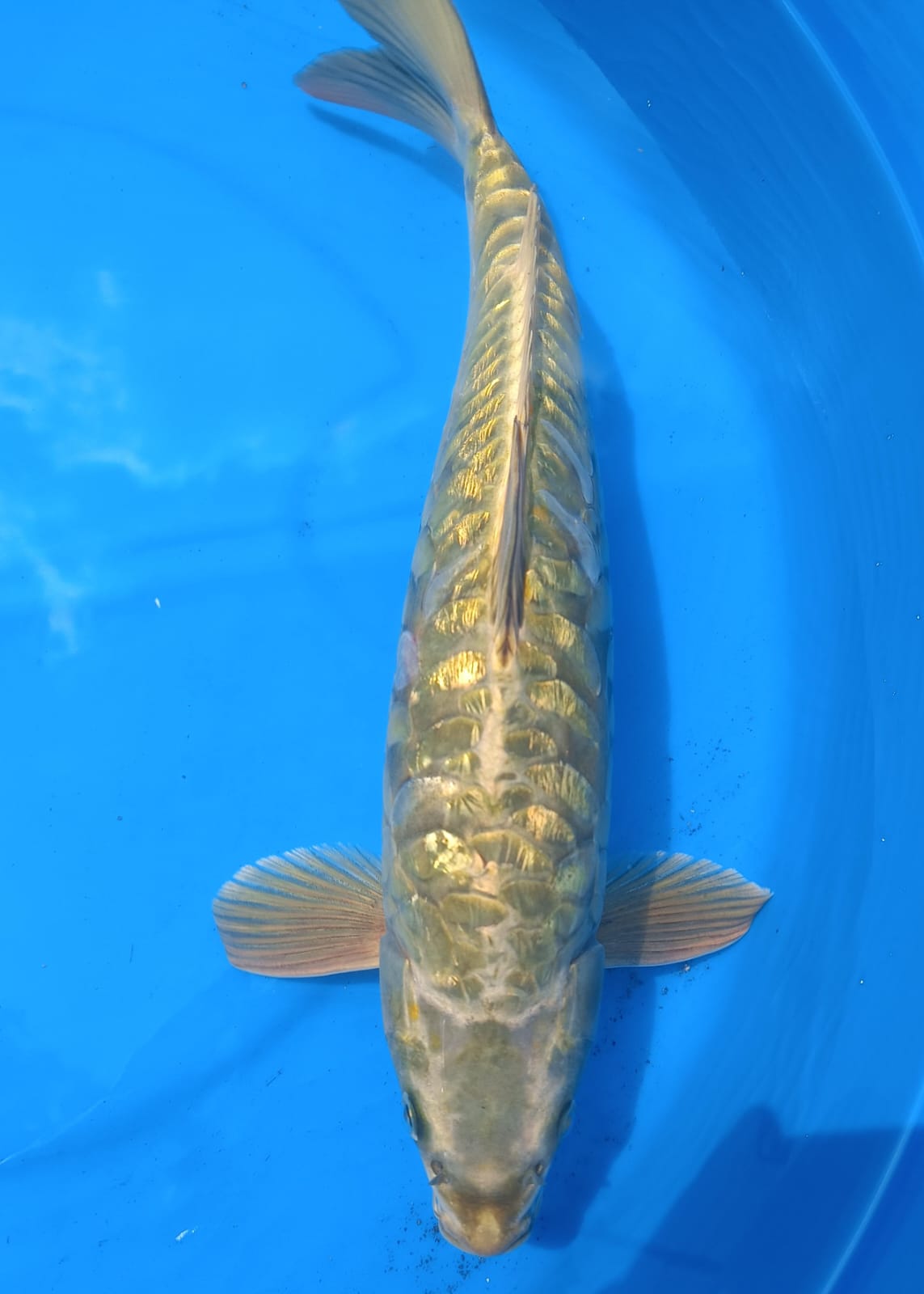 Lelang Koi Online, Jual Beli Ikan Koi, Pusat Jual Beli Koi, Info Lelang Koi Hari Ini, Platform Jual Beli Koi, Jual Beli Ikan Koi Online, Marketplace Ikan Koi, Jual Koi Terbaik, Tempat Beli Koi Berkualitas, Pasar Ikan Koi Online Terpercaya, Penjual Ikan Koi Terpercaya, Beli Koi Hias Online, Ikan Koi untuk Dijual, Koi Kualitas Terbaik, Toko Online Ikan Koi, Koi Hias Untuk Dijual, Jual Beli Ikan Koi Lokal, Koi Indonesia Online, Pusat Jual Beli Koi Terbesar