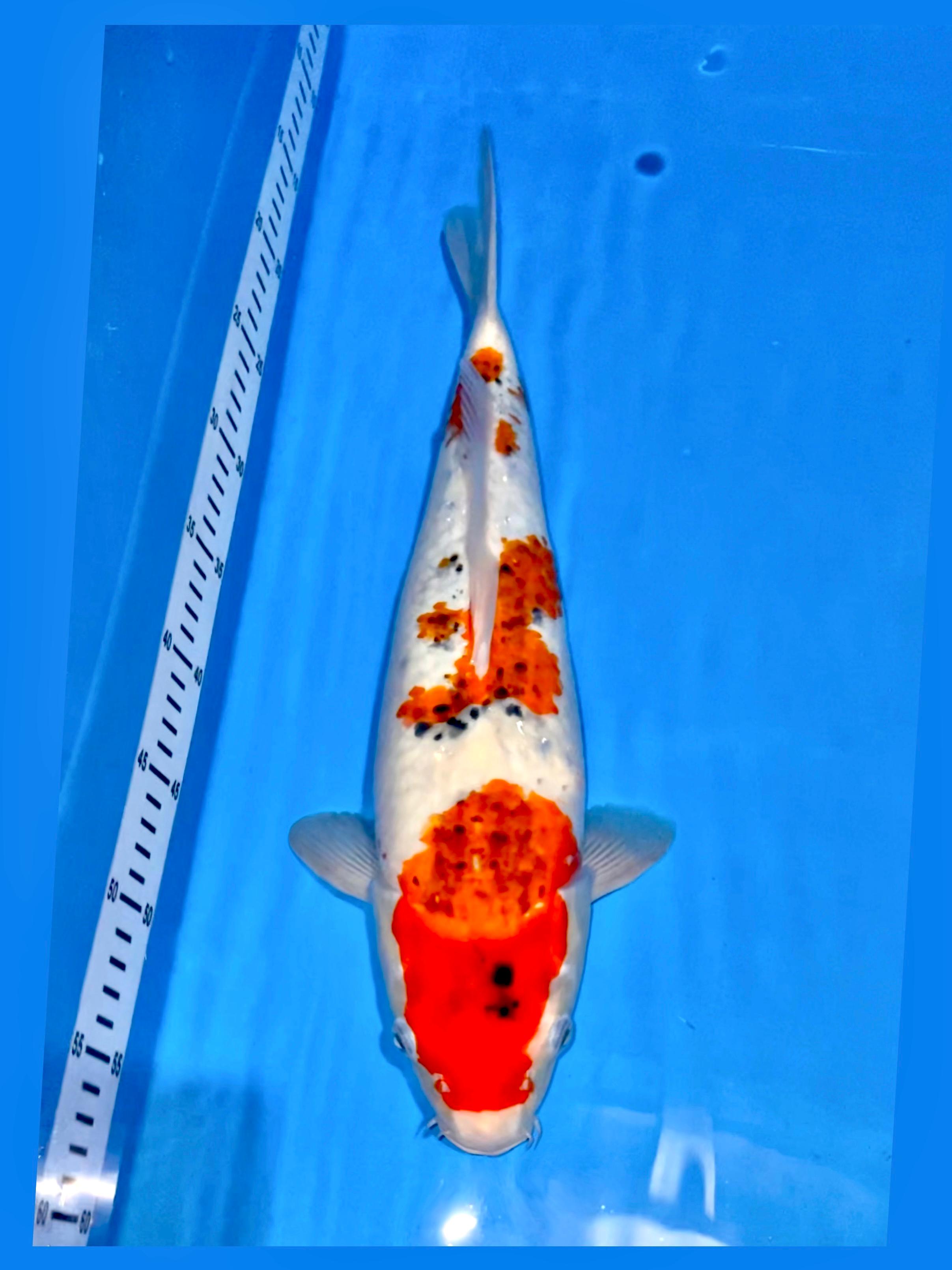KUJAKUBULKY 41cm