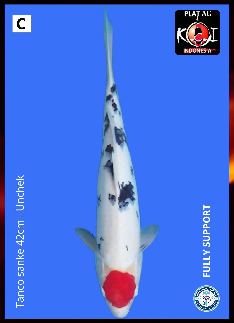 TANCO SANKE 42cm