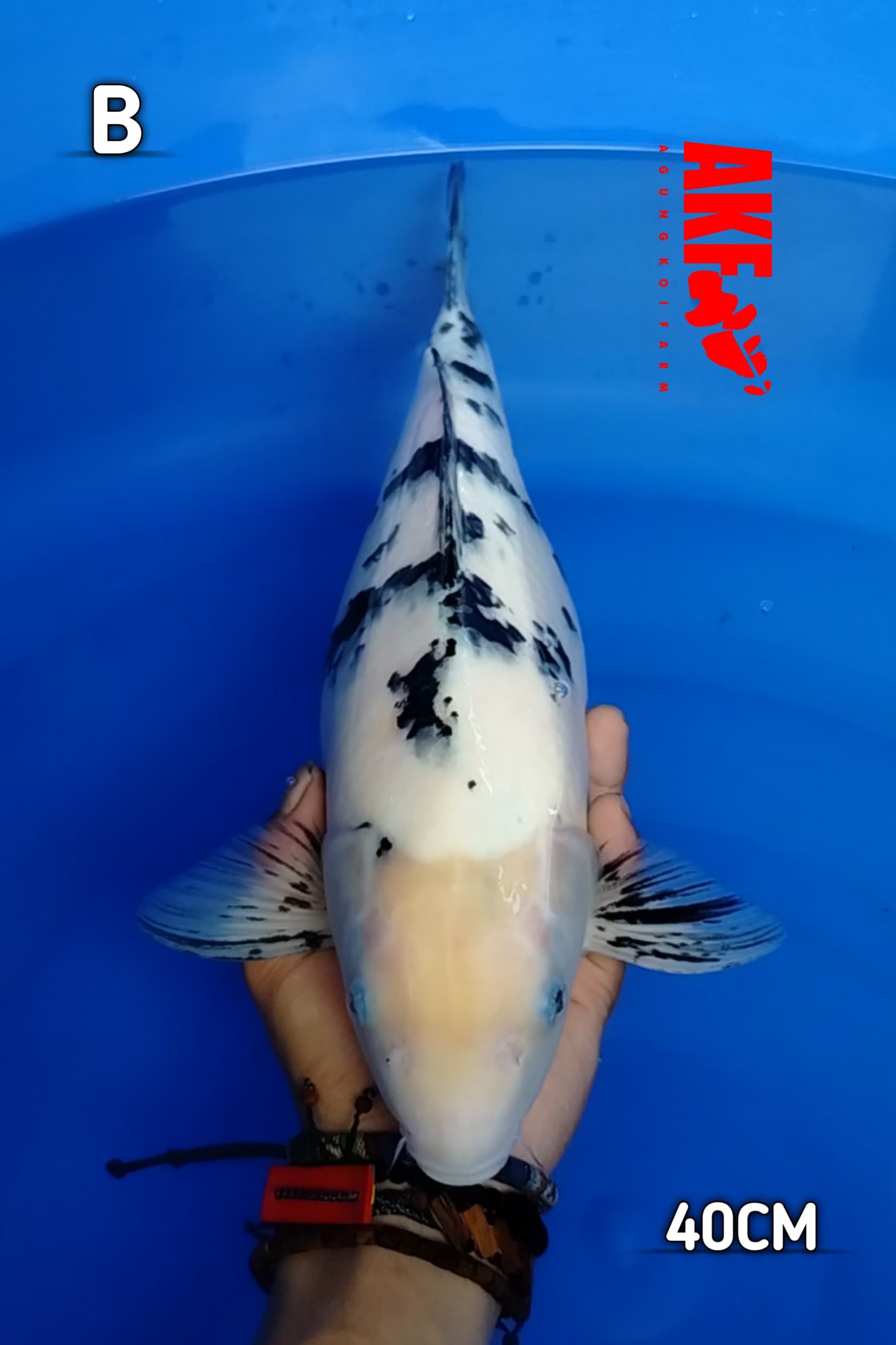 SHIRO BEKKO 40cm