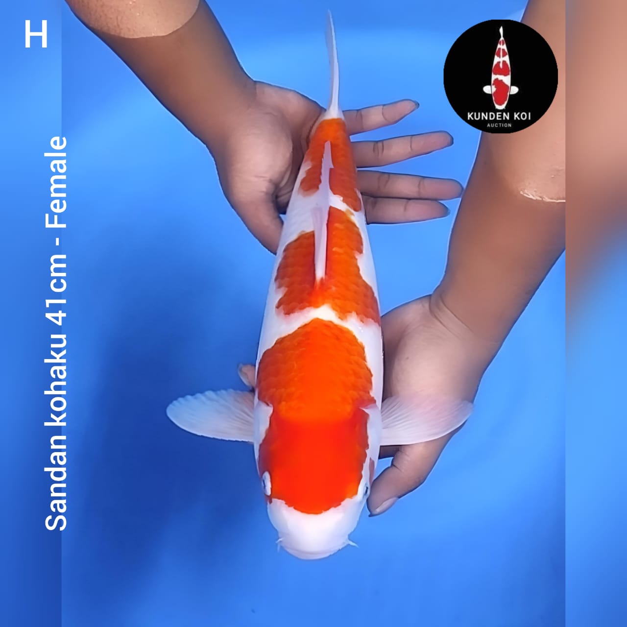 SANDAN KOHAKU 41cm