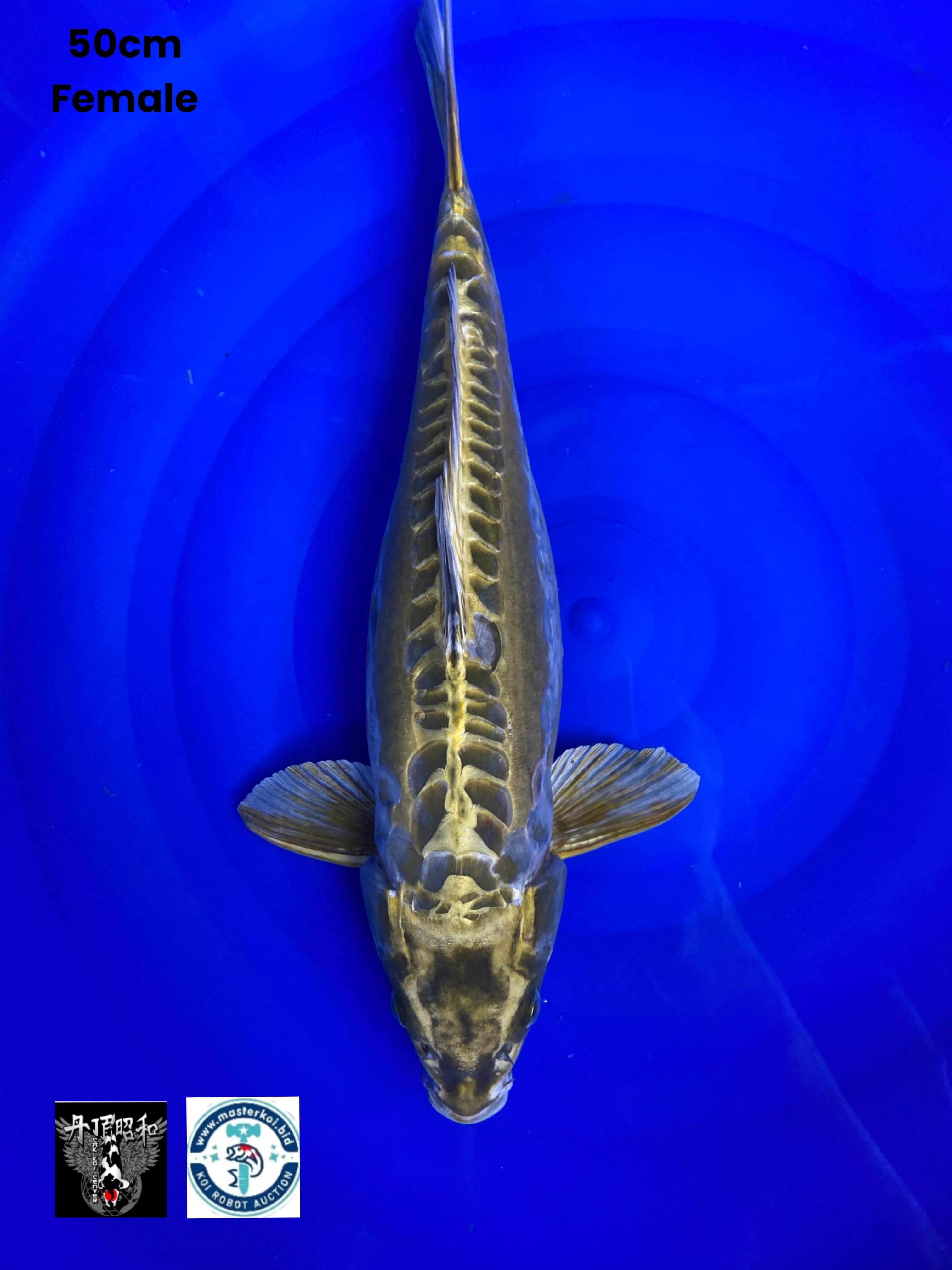 SUPER ANTIKBULU KERA 50cm