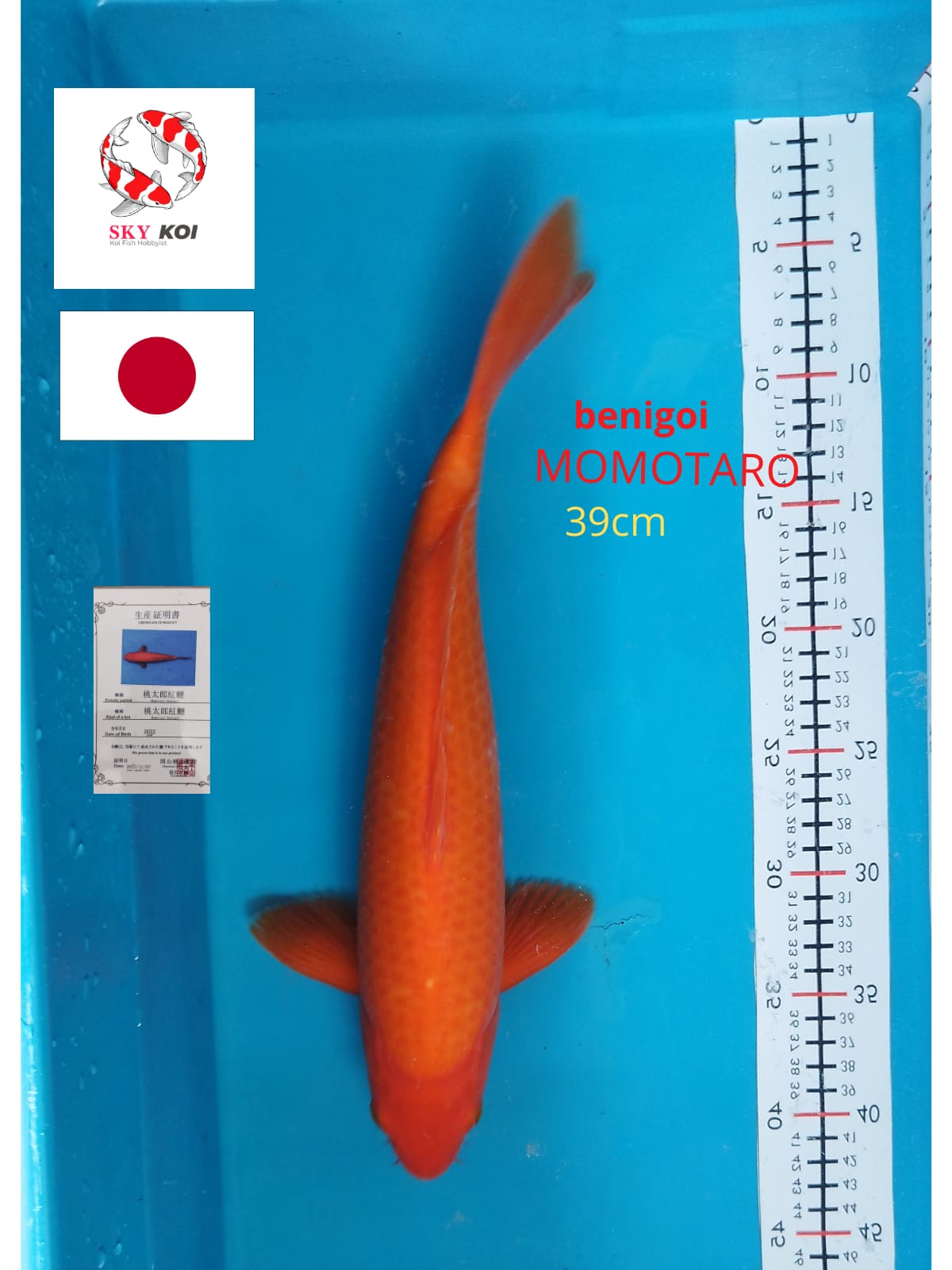 BENIGOI MOMOTARO 39cm