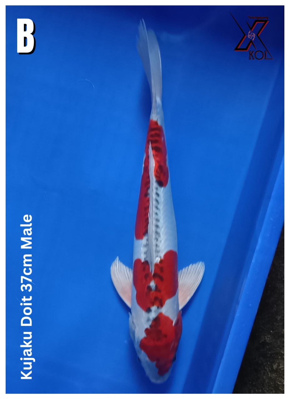 KUJAKU DOIT 37cm