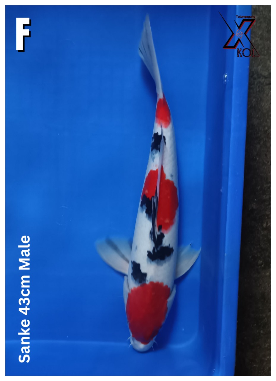SANKE 43cm