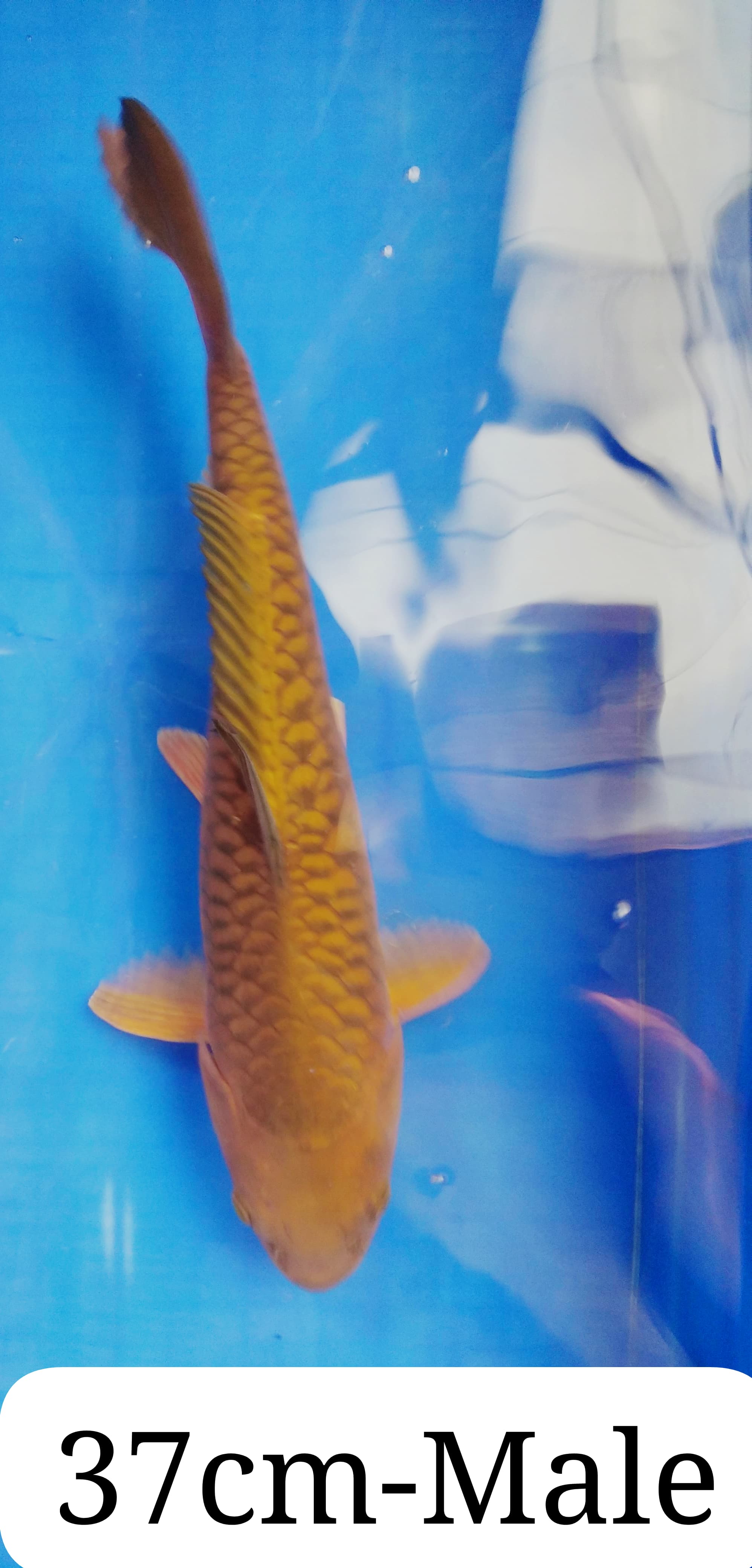 Ikan Koi CHAGOI ARAGOKE 37cm, lelang koi CHAGOI ARAGOKE 37cm, jual koi CHAGOI ARAGOKE 37cm, beli koi CHAGOI ARAGOKE 37cm, Lelang Koi Online, Jual Beli Ikan Koi, Pusat Jual Beli Koi, Info Lelang Koi Hari Ini, Platform Jual Beli Koi, Jual Beli Ikan Koi Online, Marketplace Ikan Koi, Jual Koi Terbaik, Tempat Beli Koi Berkualitas, Pasar Ikan Koi Online Terpercaya, Penjual Ikan Koi Terpercaya, Beli Koi Hias Online, Ikan Koi untuk Dijual, Koi Kualitas Terbaik, Toko Online Ikan Koi, Koi Hias Untuk Dijual, Jual Beli Ikan Koi Lokal, Koi Indonesia Online, Pusat Jual Beli Koi Terbesar