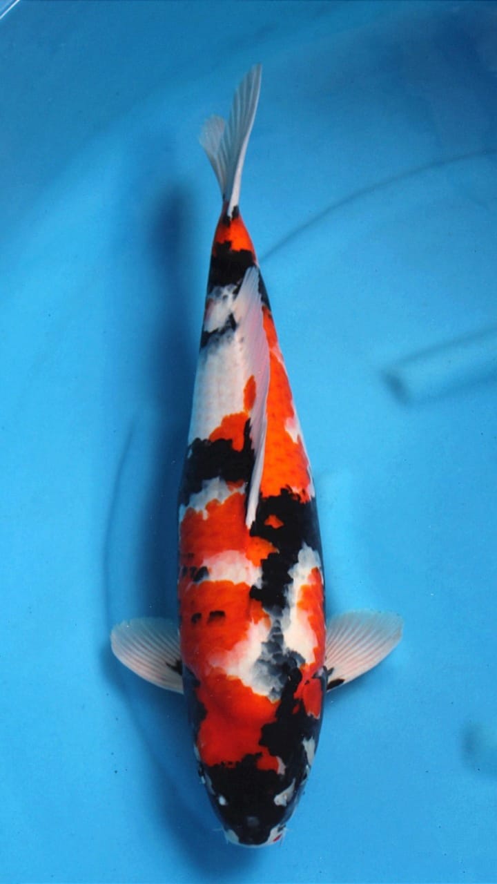 SHOWA IMPORT ISA KOI FARM 58cm