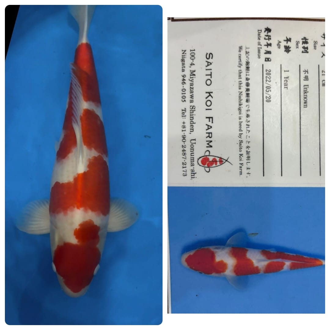 KOHAKU SAITO FARM IKAN DIJABAR 57cm
