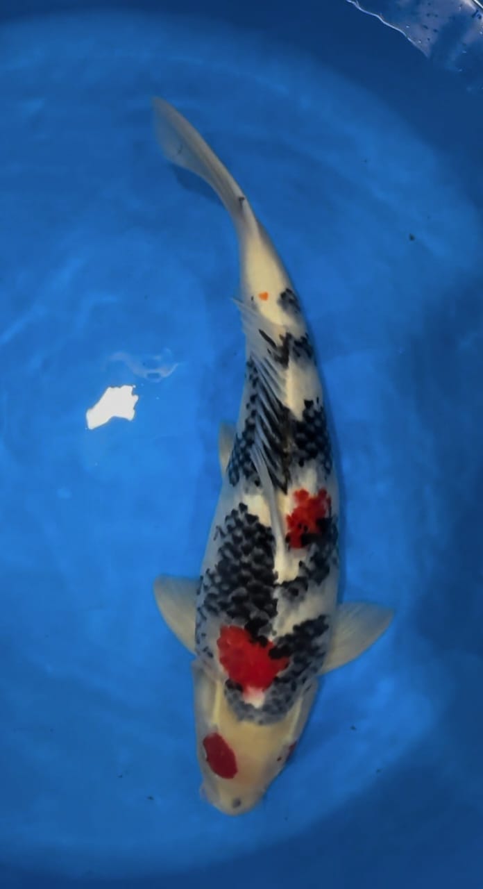 SHOWA IKAN DIJABAR 55cm