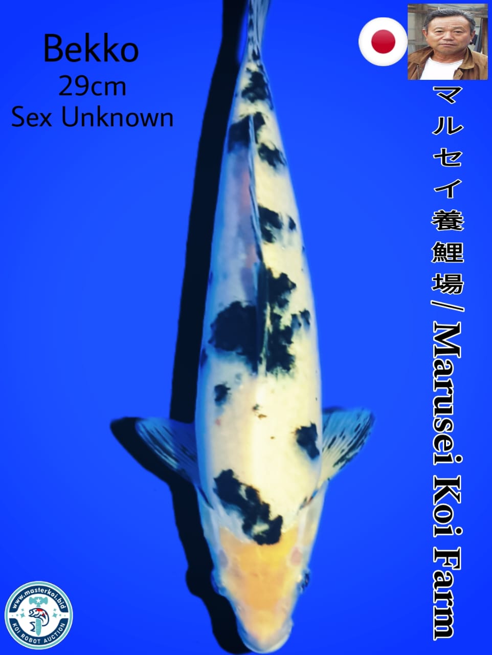 BEKKO IMPORT FROM MARUSEI KOI FARM 29cm