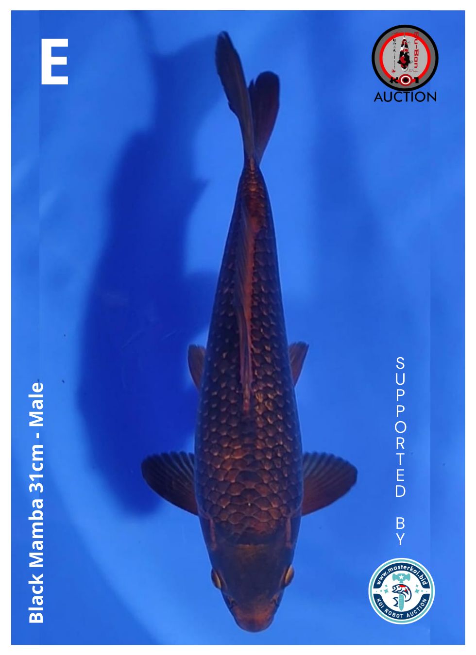 Ikan Koi BLACK MAMBA 31cm, lelang koi BLACK MAMBA 31cm, jual koi BLACK MAMBA 31cm, beli koi BLACK MAMBA 31cm, Lelang Koi Online, Jual Beli Ikan Koi, Pusat Jual Beli Koi, Info Lelang Koi Hari Ini, Platform Jual Beli Koi, Jual Beli Ikan Koi Online, Marketplace Ikan Koi, Jual Koi Terbaik, Tempat Beli Koi Berkualitas, Pasar Ikan Koi Online Terpercaya, Penjual Ikan Koi Terpercaya, Beli Koi Hias Online, Ikan Koi untuk Dijual, Koi Kualitas Terbaik, Toko Online Ikan Koi, Koi Hias Untuk Dijual, Jual Beli Ikan Koi Lokal, Koi Indonesia Online, Pusat Jual Beli Koi Terbesar