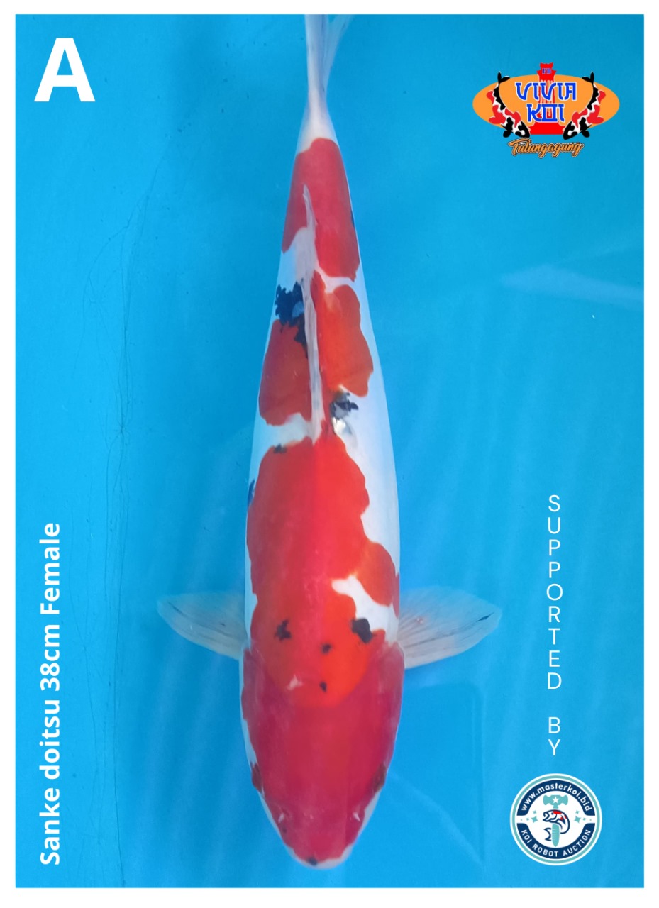 SANKE DOITSU 38cm FEMALE