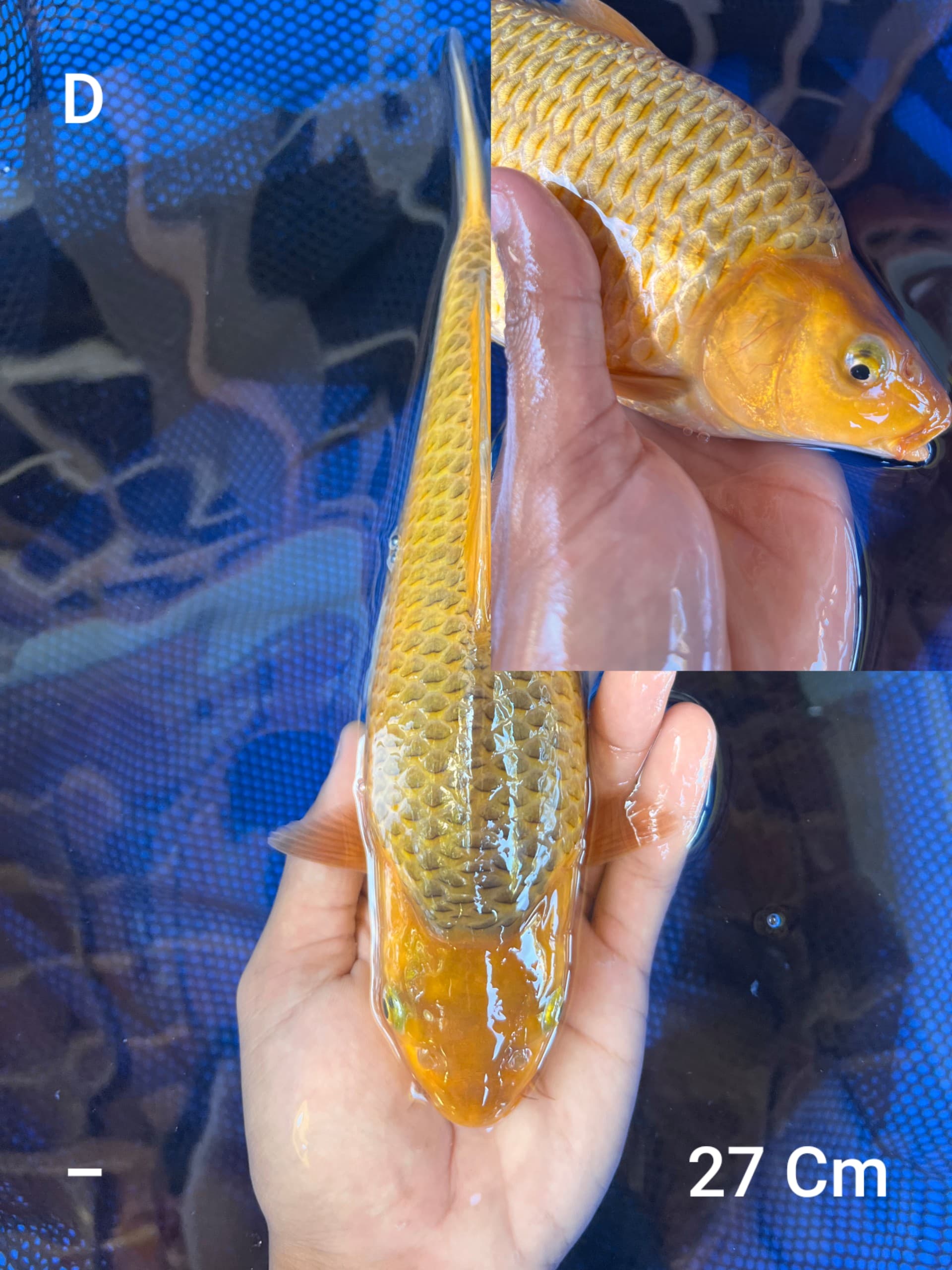 KARAMEL READY SHOW BABYFACE BERPUNUK MADINA AZIZ 27cm