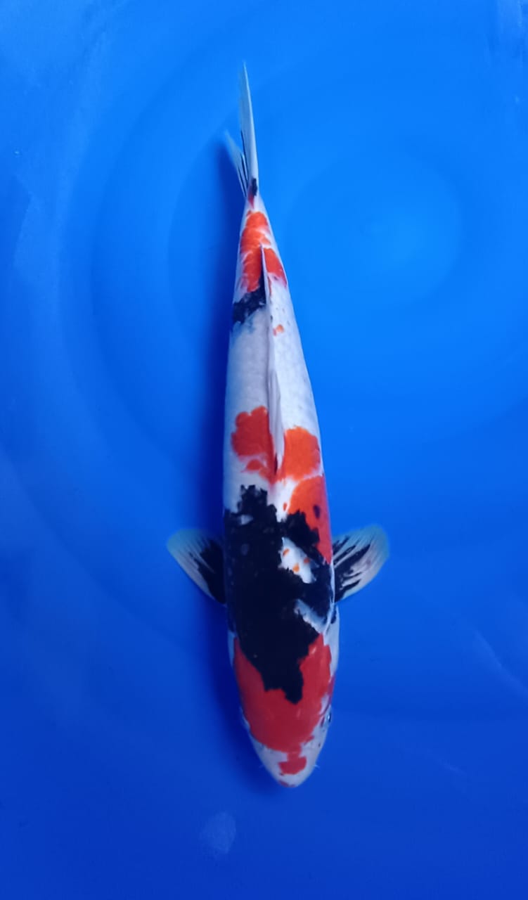 SHOWA SHANSOKU 47cm