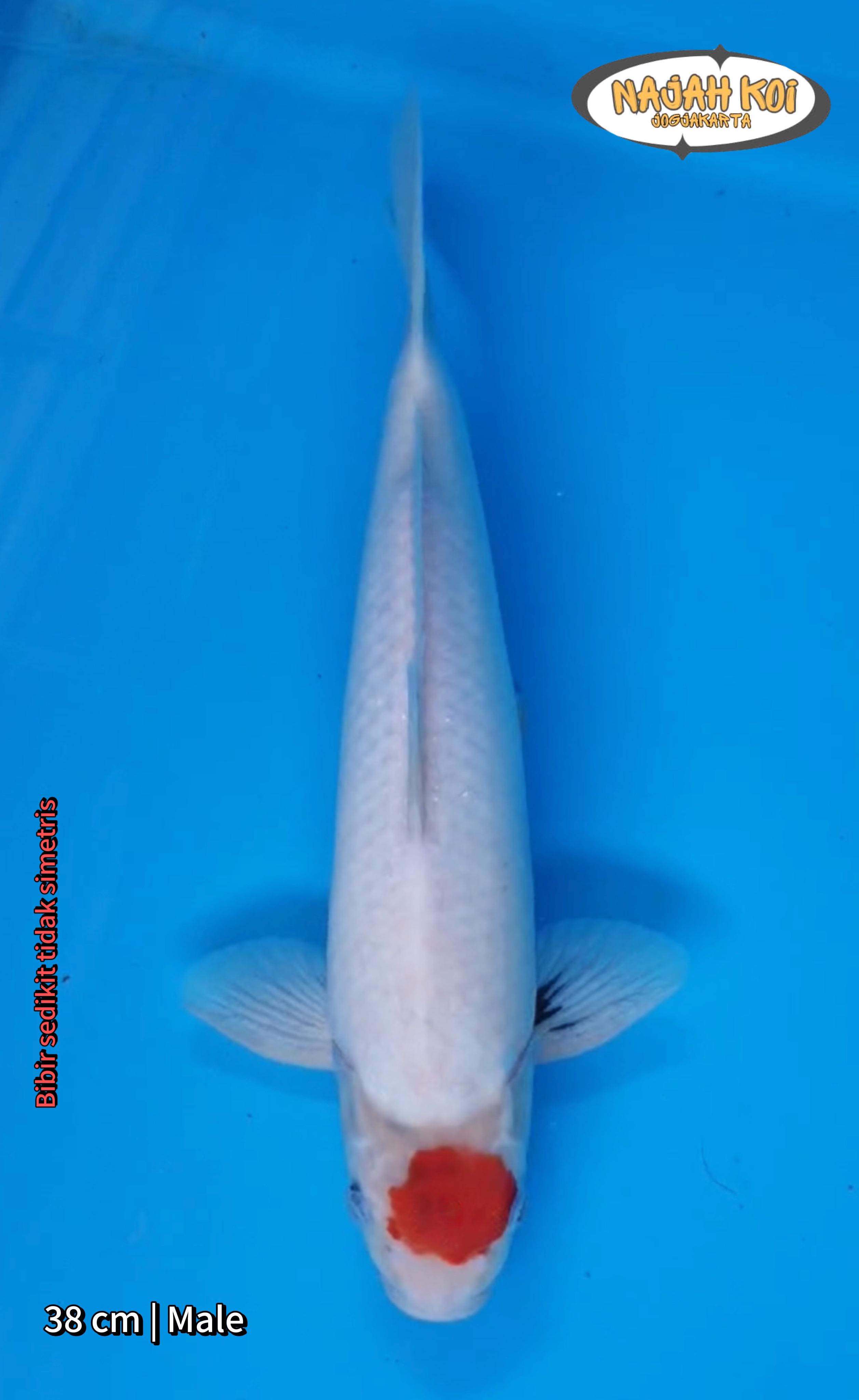 TANCHO SHOWA 38cm