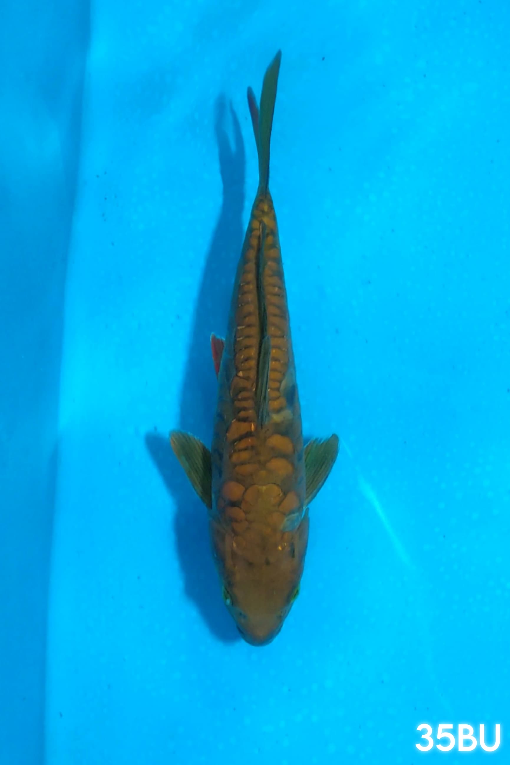 CHAGOI ARAGOKE 32cm