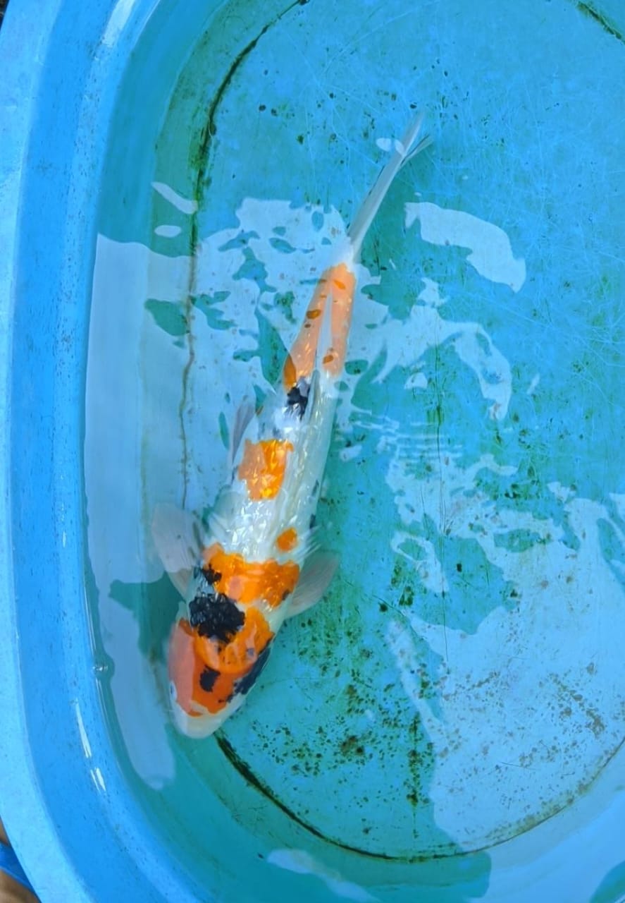 SHOWA GINDRIN JANTAN LINE ISA KOI 47cm