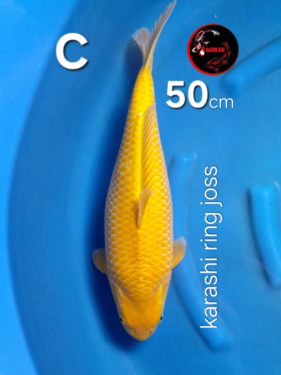 KARASHI SUPER FUKURINE 50cm