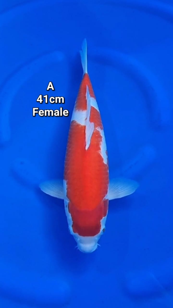 KOHAKU 41cm