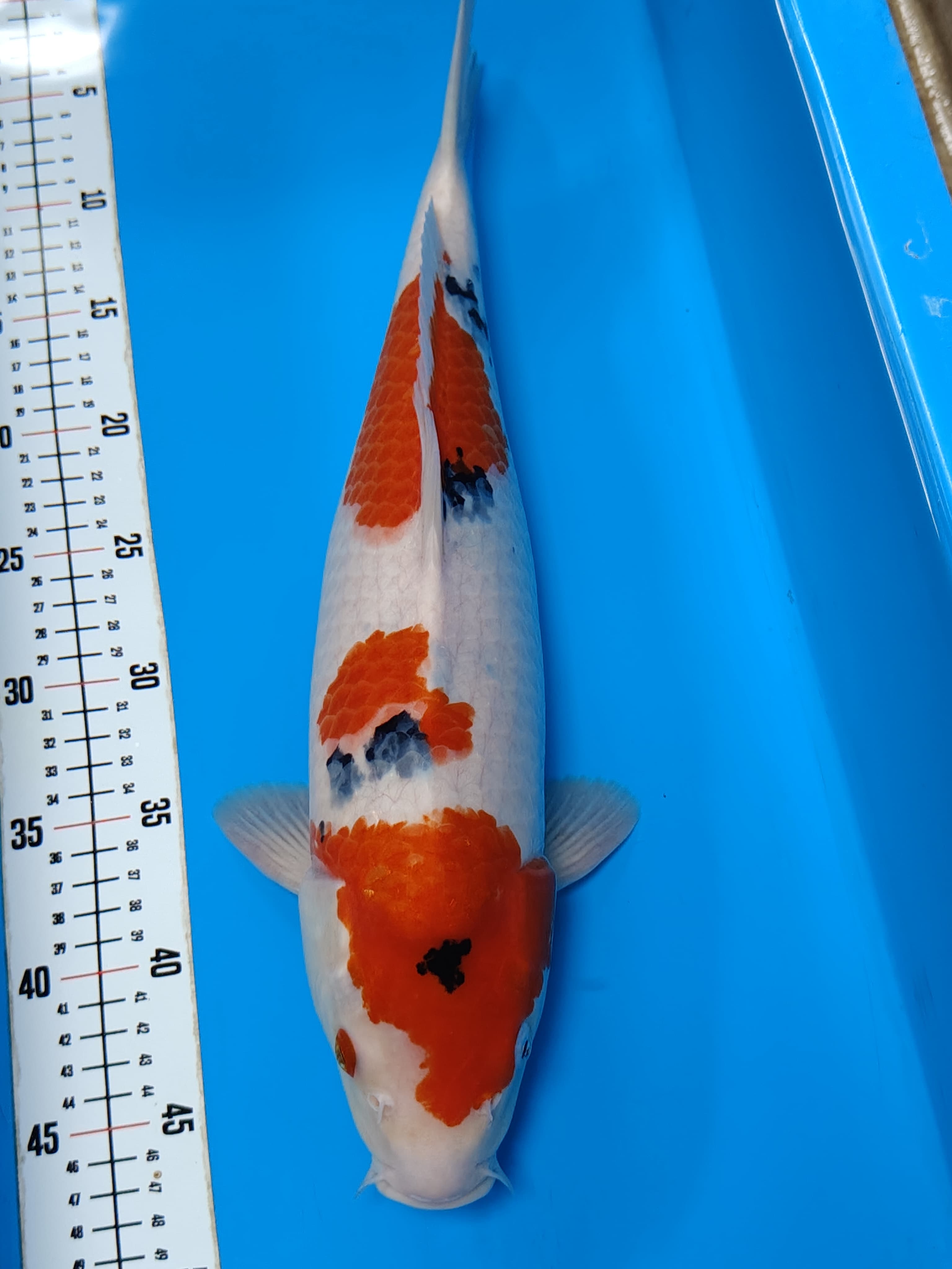 SANKE HQ 45cm
