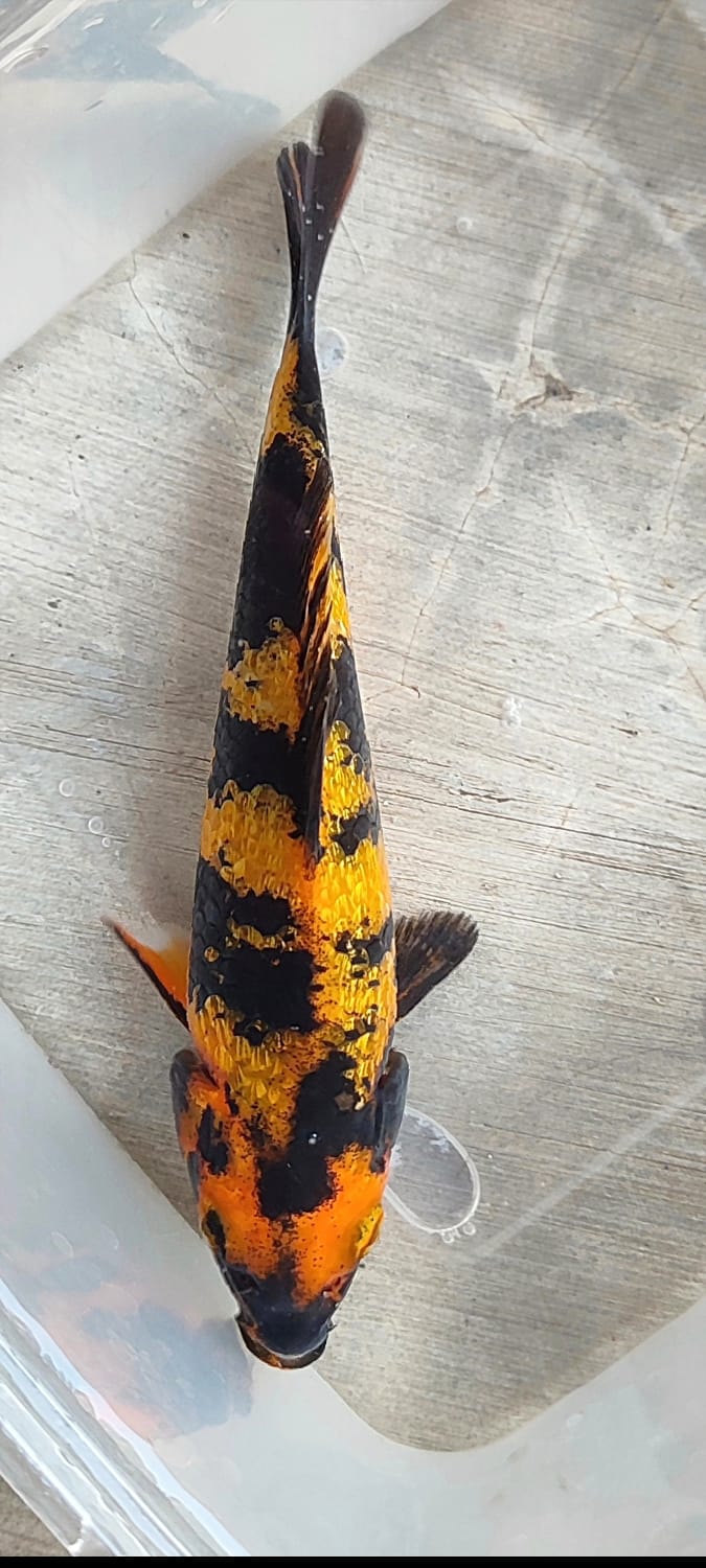 HIUTSURI GINRIN PADAT BAHAN SHOW 15cm