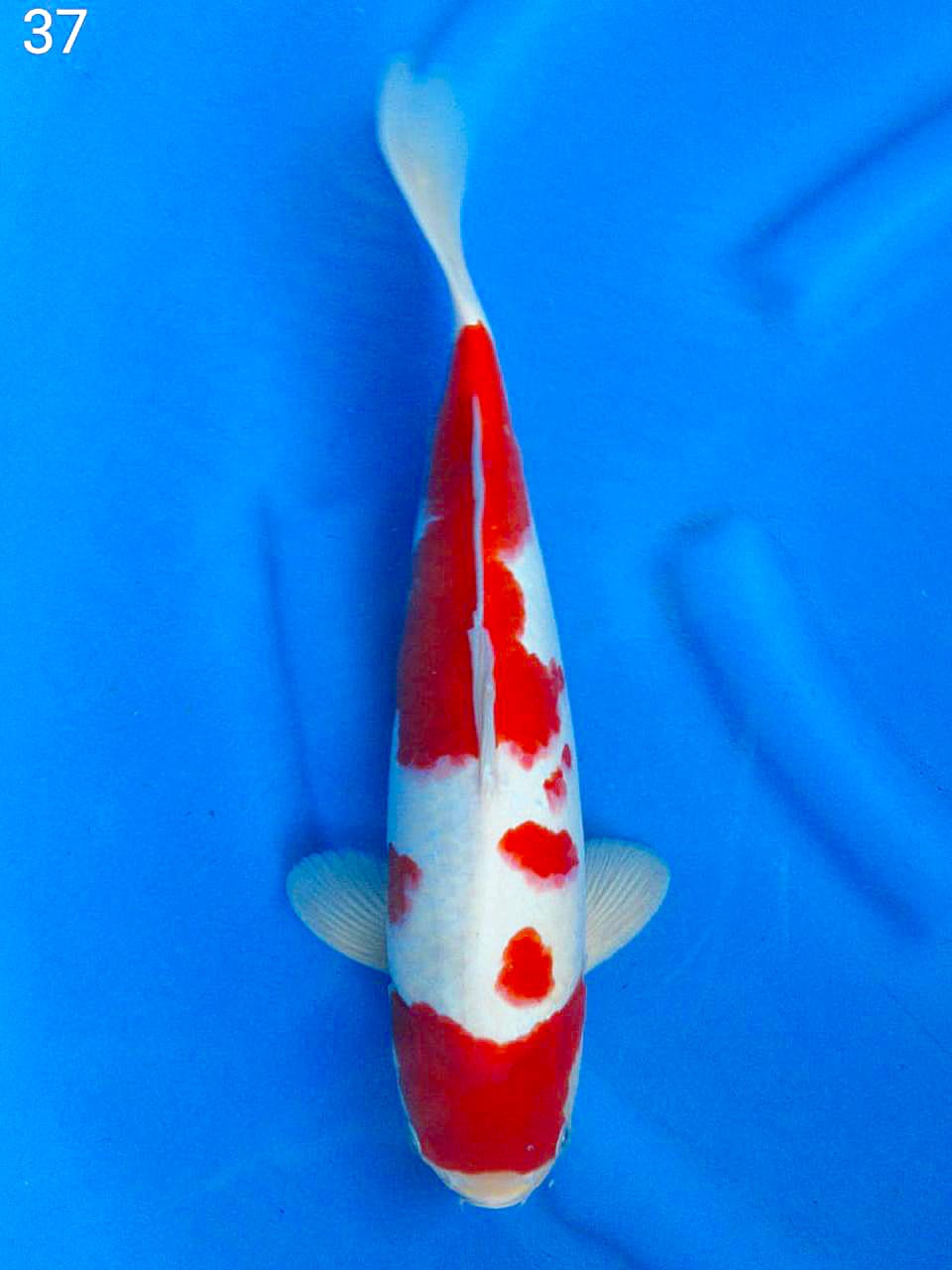 SUPER RED KOHAKU F1 37cm MALE