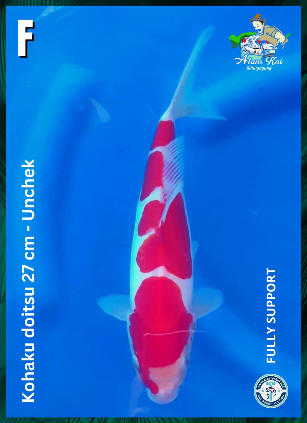 KOHAKU DOITSU 27cm