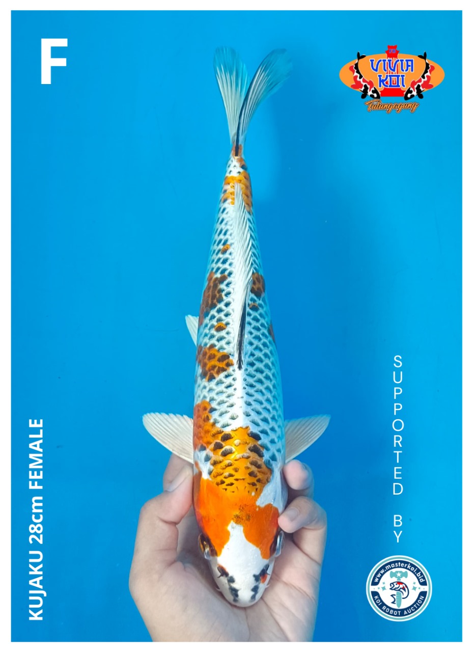 KUJAKU 28cm