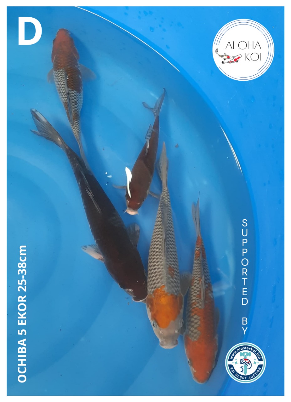 OCHIBA 5 EKOR 25-38cm