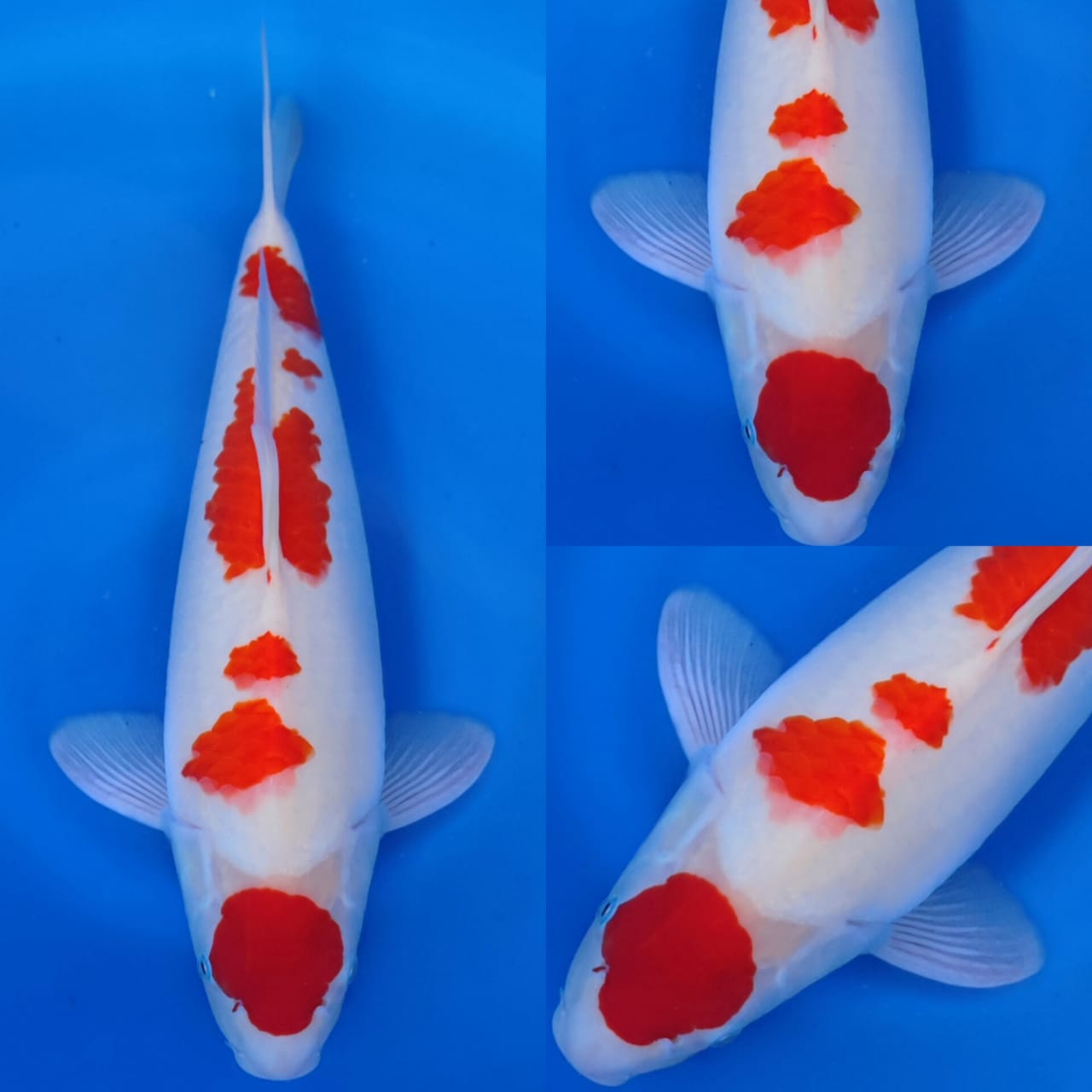 MARUTEN KOHAKU ORIGINAL 43cm