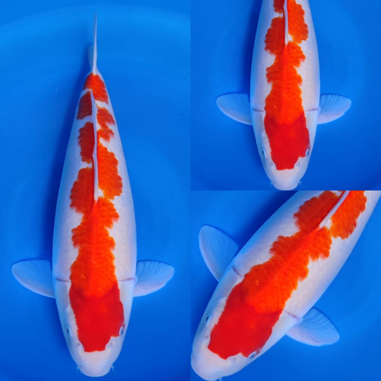 KOHAKU POLA INAZUMA ORIGINAL 44cm
