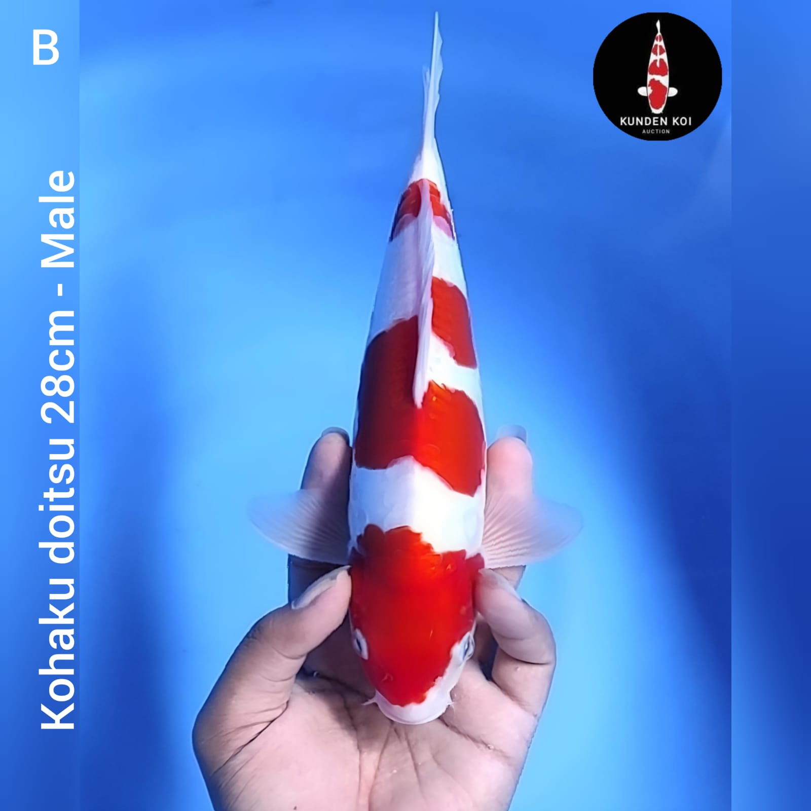 KOHAKU DOITSU ARAGOKE 28cm
