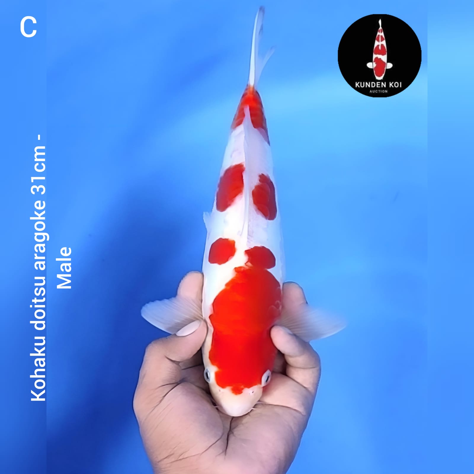 KOHAKU DOITSU ARAGOKE 31cm