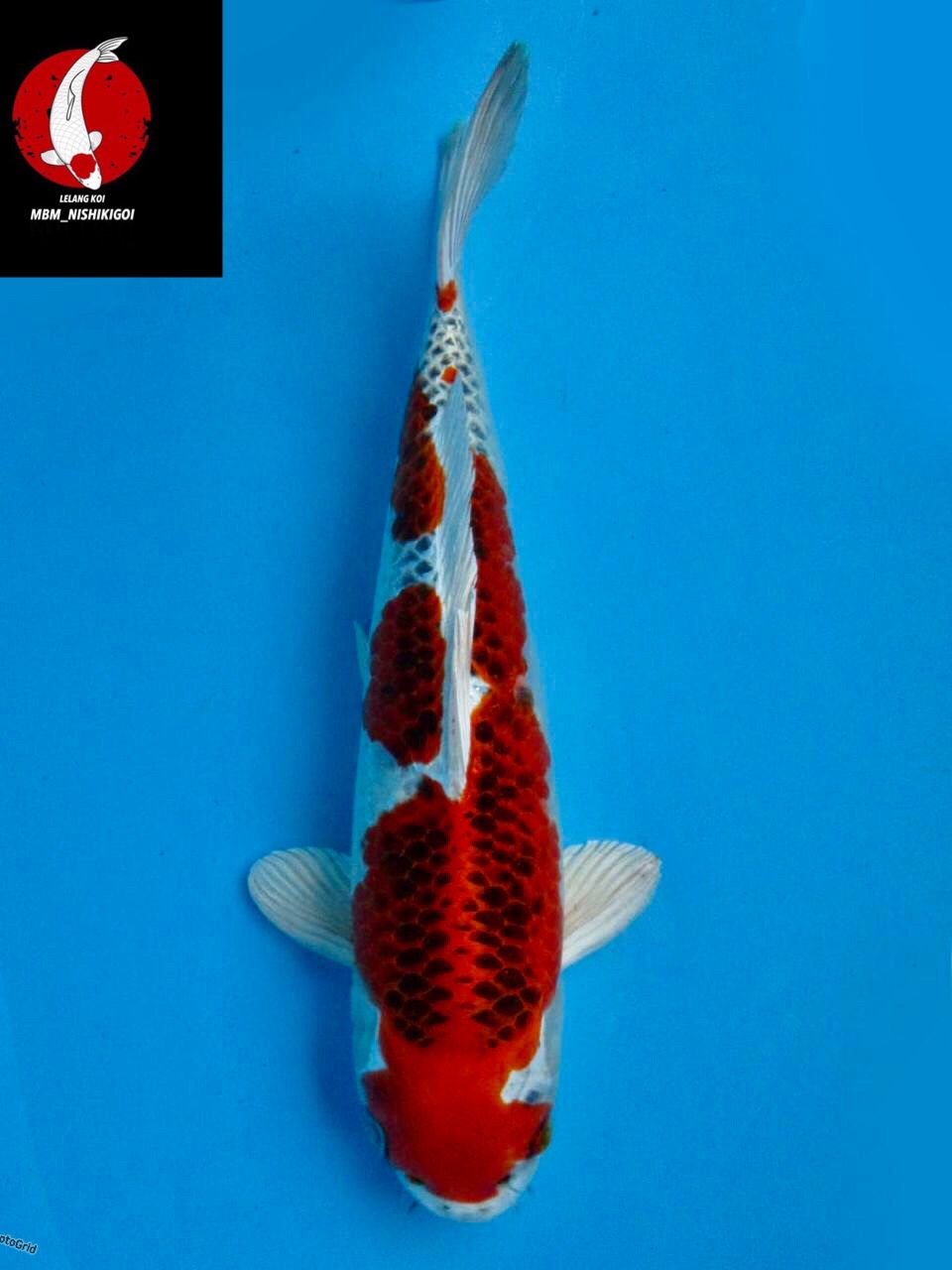 Lelang Koi Online, Jual Beli Ikan Koi, Pusat Jual Beli Koi, Info Lelang Koi Hari Ini, Platform Jual Beli Koi, Jual Beli Ikan Koi Online, Marketplace Ikan Koi, Jual Koi Terbaik, Tempat Beli Koi Berkualitas, Pasar Ikan Koi Online Terpercaya, Penjual Ikan Koi Terpercaya, Beli Koi Hias Online, Ikan Koi untuk Dijual, Koi Kualitas Terbaik, Toko Online Ikan Koi, Koi Hias Untuk Dijual, Jual Beli Ikan Koi Lokal, Koi Indonesia Online, Pusat Jual Beli Koi Terbesar