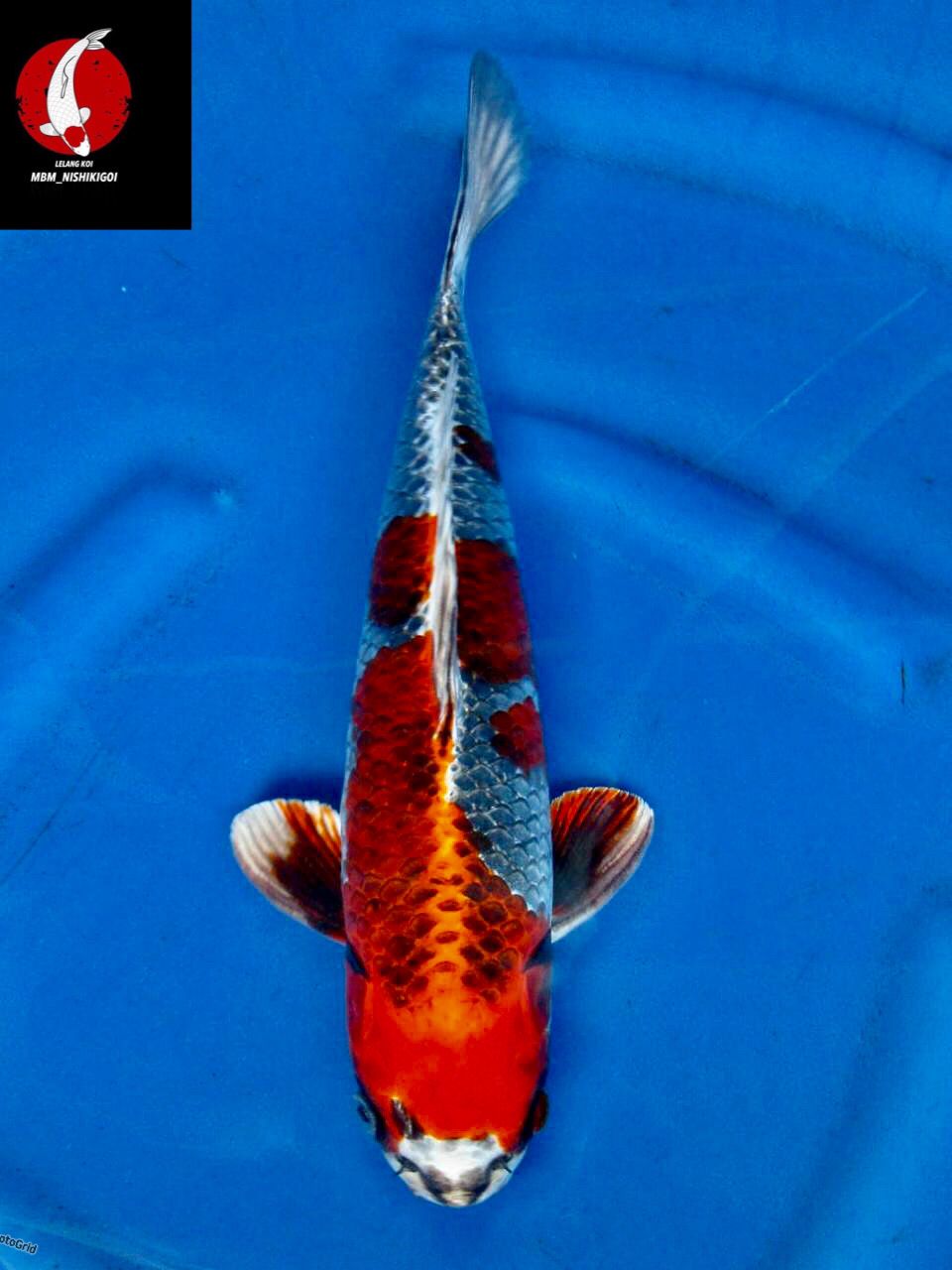 Lelang Koi Online, Jual Beli Ikan Koi, Pusat Jual Beli Koi, Info Lelang Koi Hari Ini, Platform Jual Beli Koi, Jual Beli Ikan Koi Online, Marketplace Ikan Koi, Jual Koi Terbaik, Tempat Beli Koi Berkualitas, Pasar Ikan Koi Online Terpercaya, Penjual Ikan Koi Terpercaya, Beli Koi Hias Online, Ikan Koi untuk Dijual, Koi Kualitas Terbaik, Toko Online Ikan Koi, Koi Hias Untuk Dijual, Jual Beli Ikan Koi Lokal, Koi Indonesia Online, Pusat Jual Beli Koi Terbesar