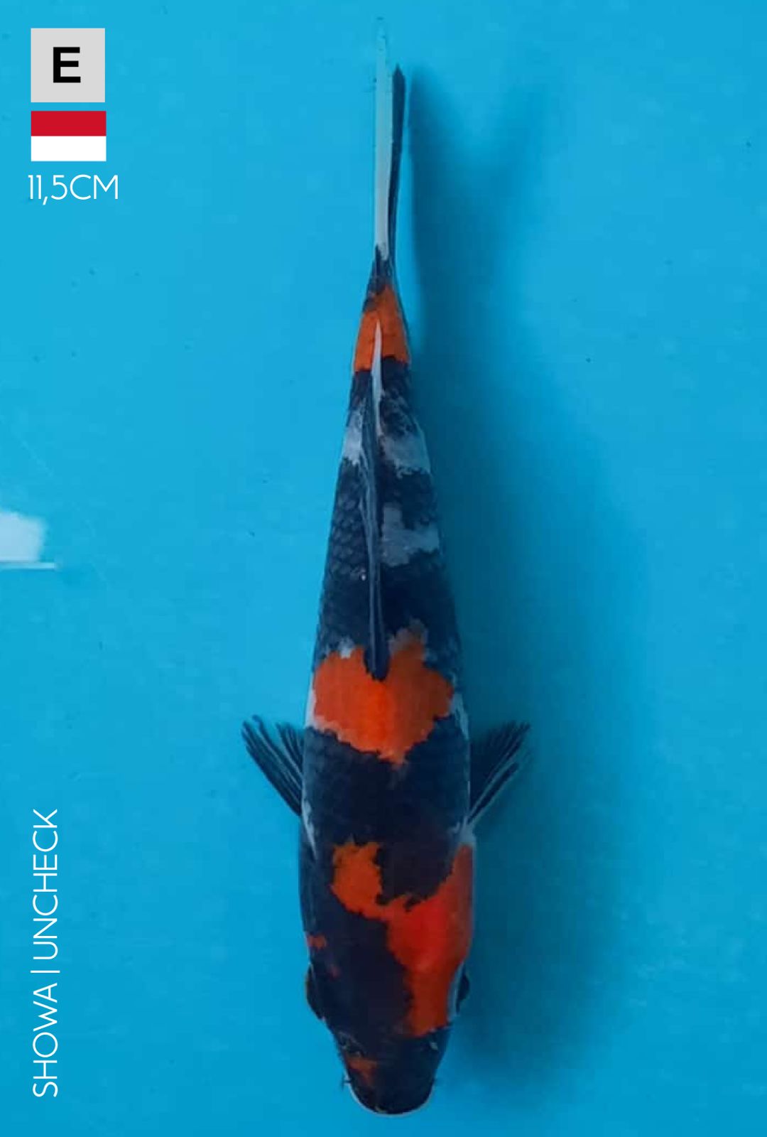 SHOWA 11cm