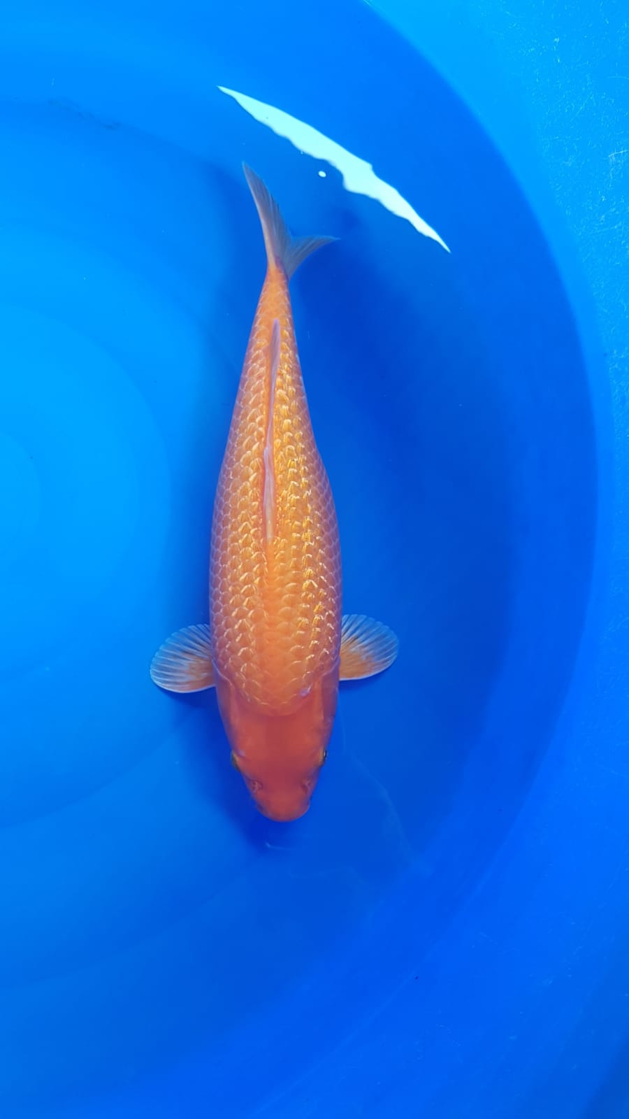 RED KARASI GINRIN MATA MERAH 40cm BAWAH BEKAS SISIKLEPAS
