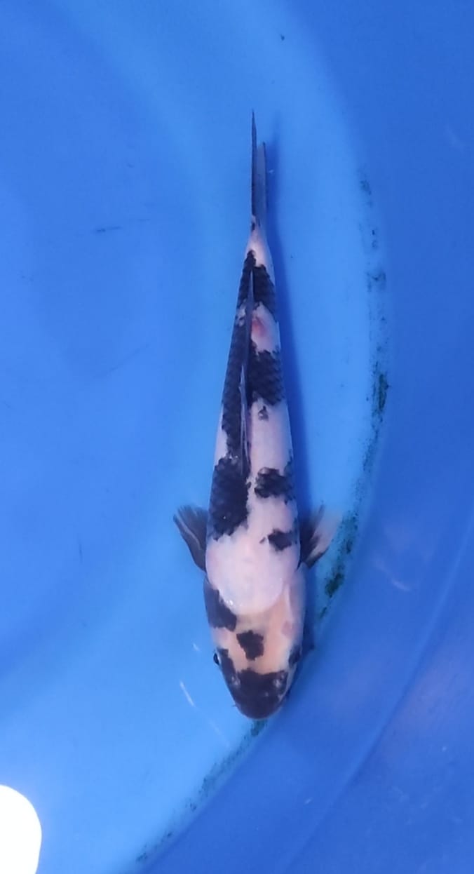 SHIRO UTHSURI25cm