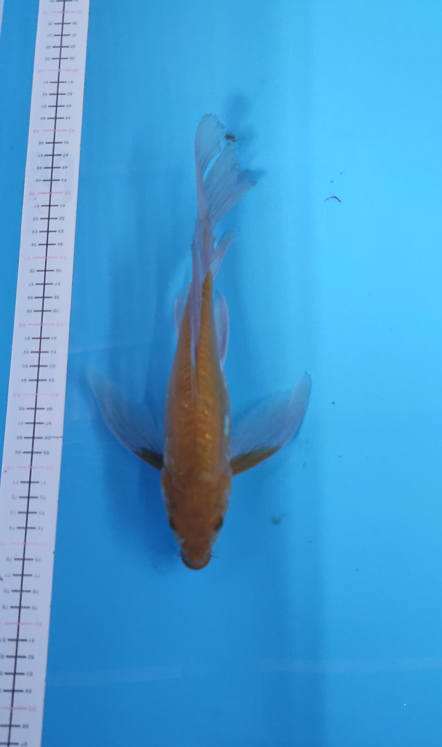 CHAGOI KUMPAY ARAGOKE 30cm